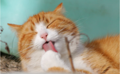 Orange tabby cat licking paws