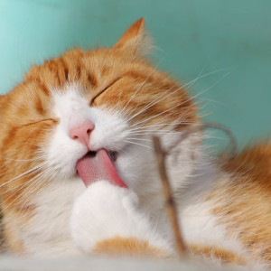 Orange tabby cat licking paws HD Wallpapers