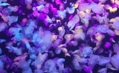 Colorful Jellyfishes 4K Wallpapers