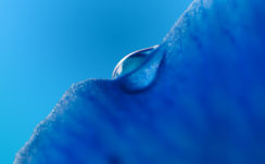 Dew drop Macro Blue Wallpapers