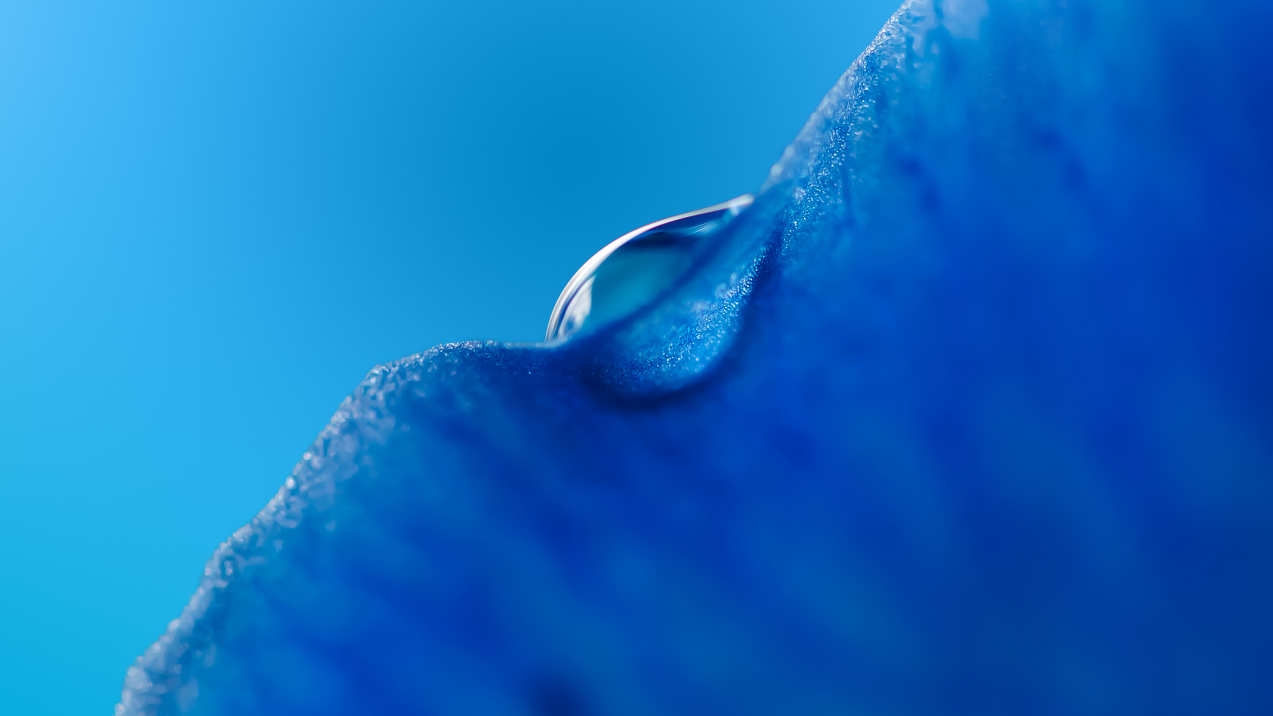 Dew drop Macro Blue