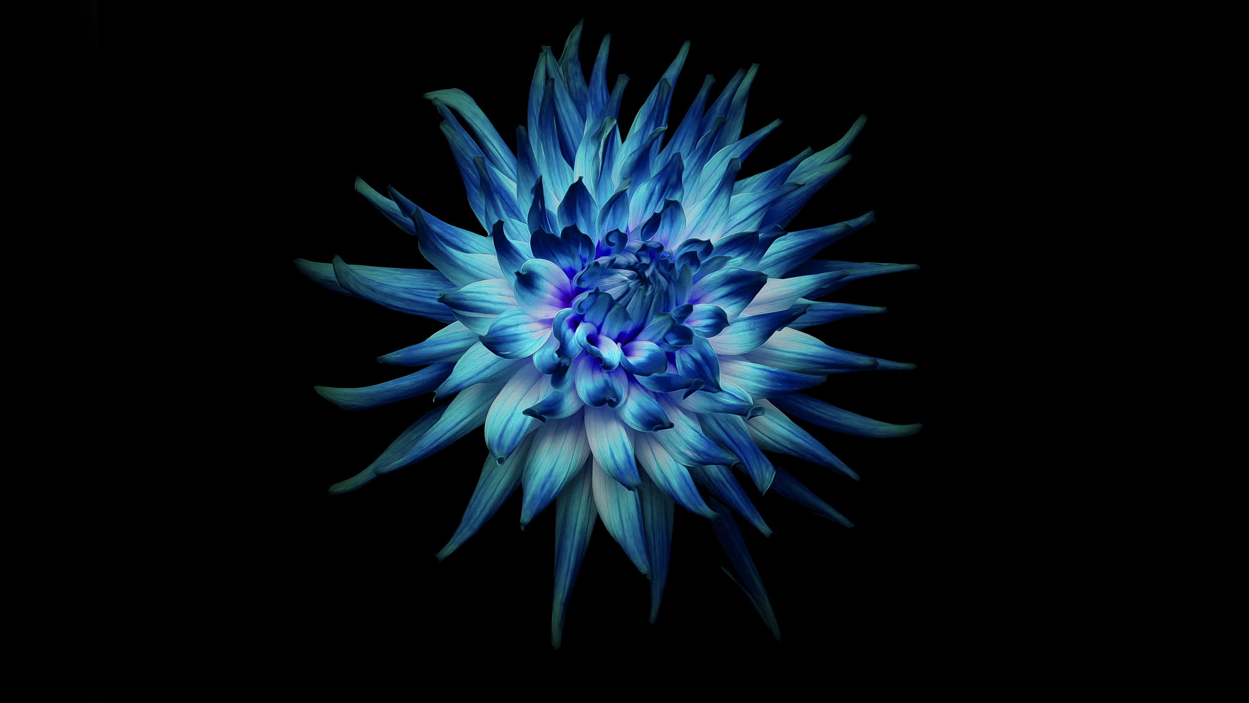 Flower in Dark background