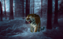 Mystic Tiger in Forest 4K 8K