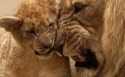 African Lion and Cub 4K Wallpapers