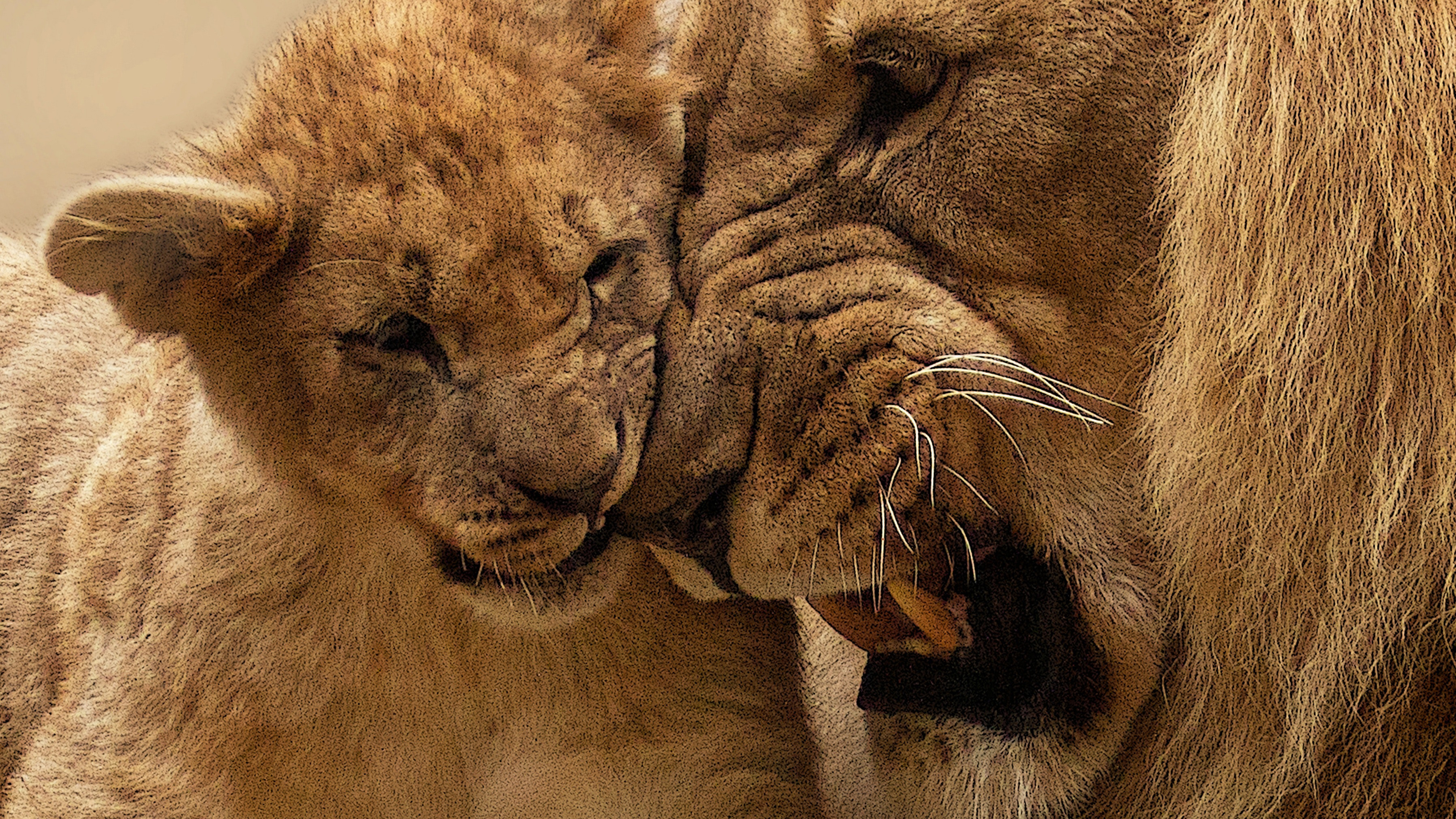 African Lion and Cub 4K Wallpapers