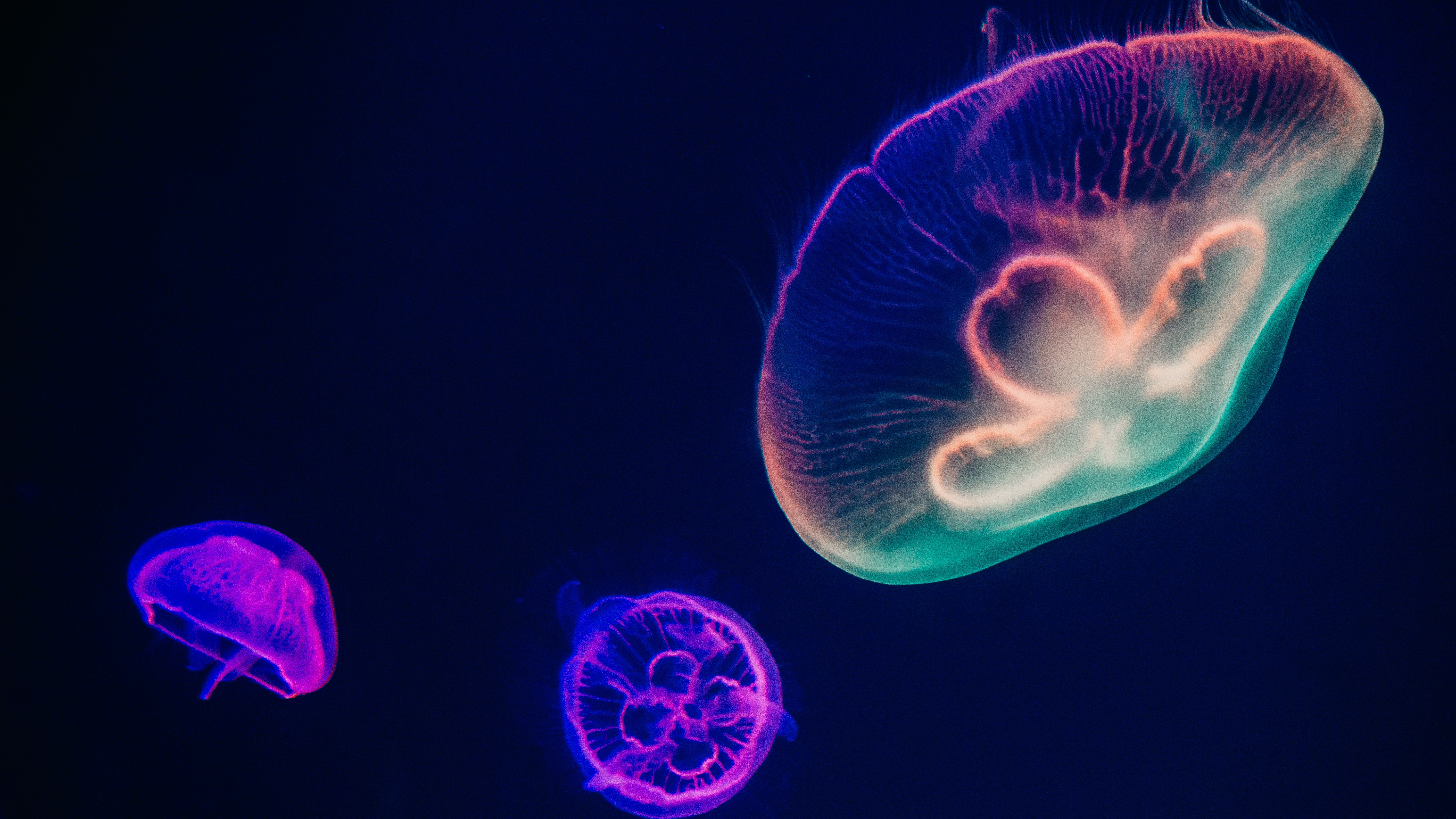 Jellyfishes 4K 5K Wallpapers