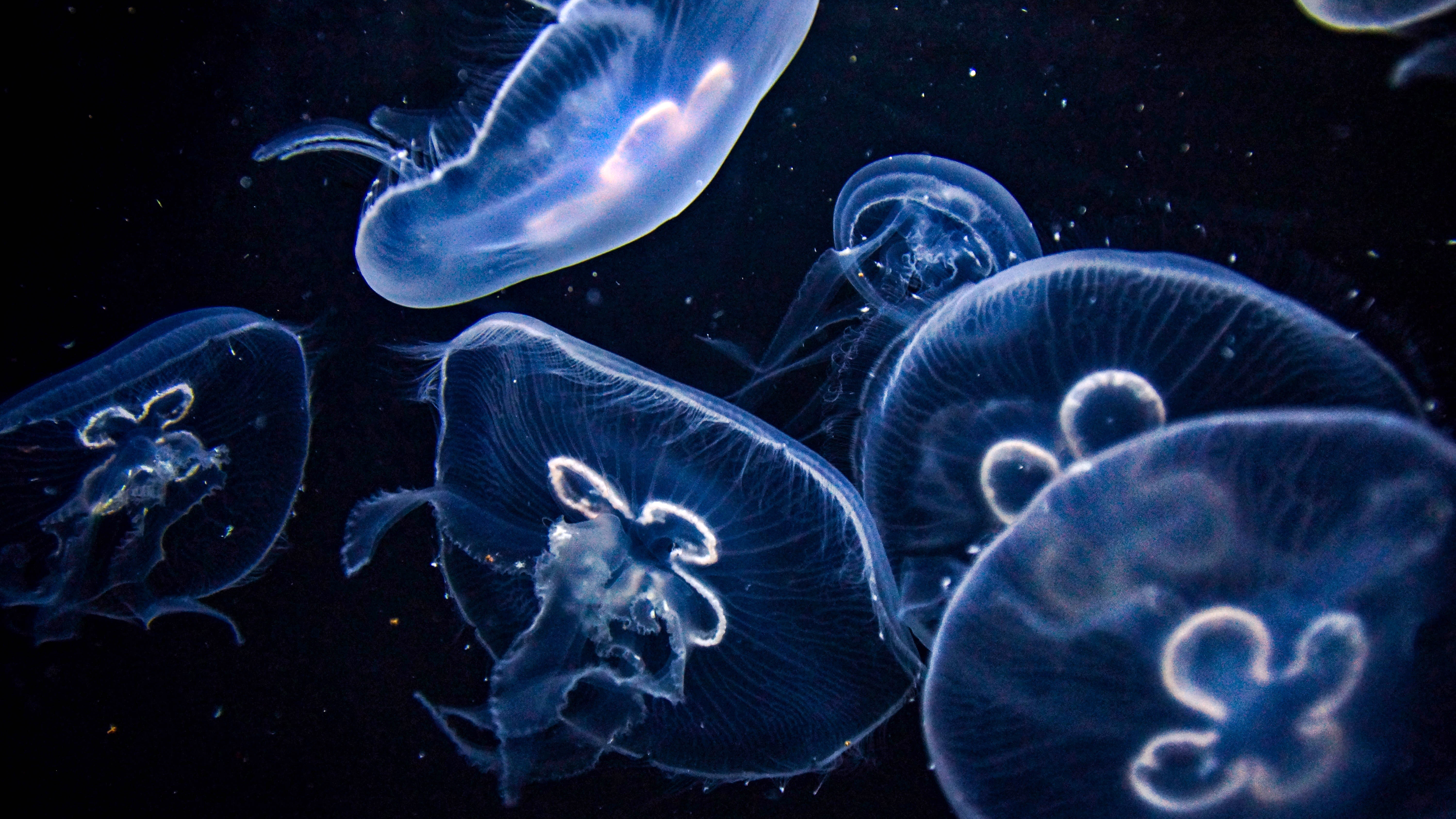 Jellyfishes 4K 5K Wallpapers