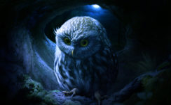 Little Owl, HD Artist, 4k Wallpapers