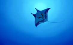 Manta ray Fish 4K