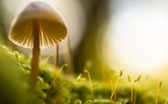 Mushroom Scenery