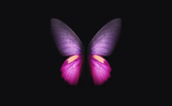 Samsung Galaxy Fold Pink Butterfly 4K Wallpapers
