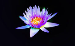 Water lily 4K
