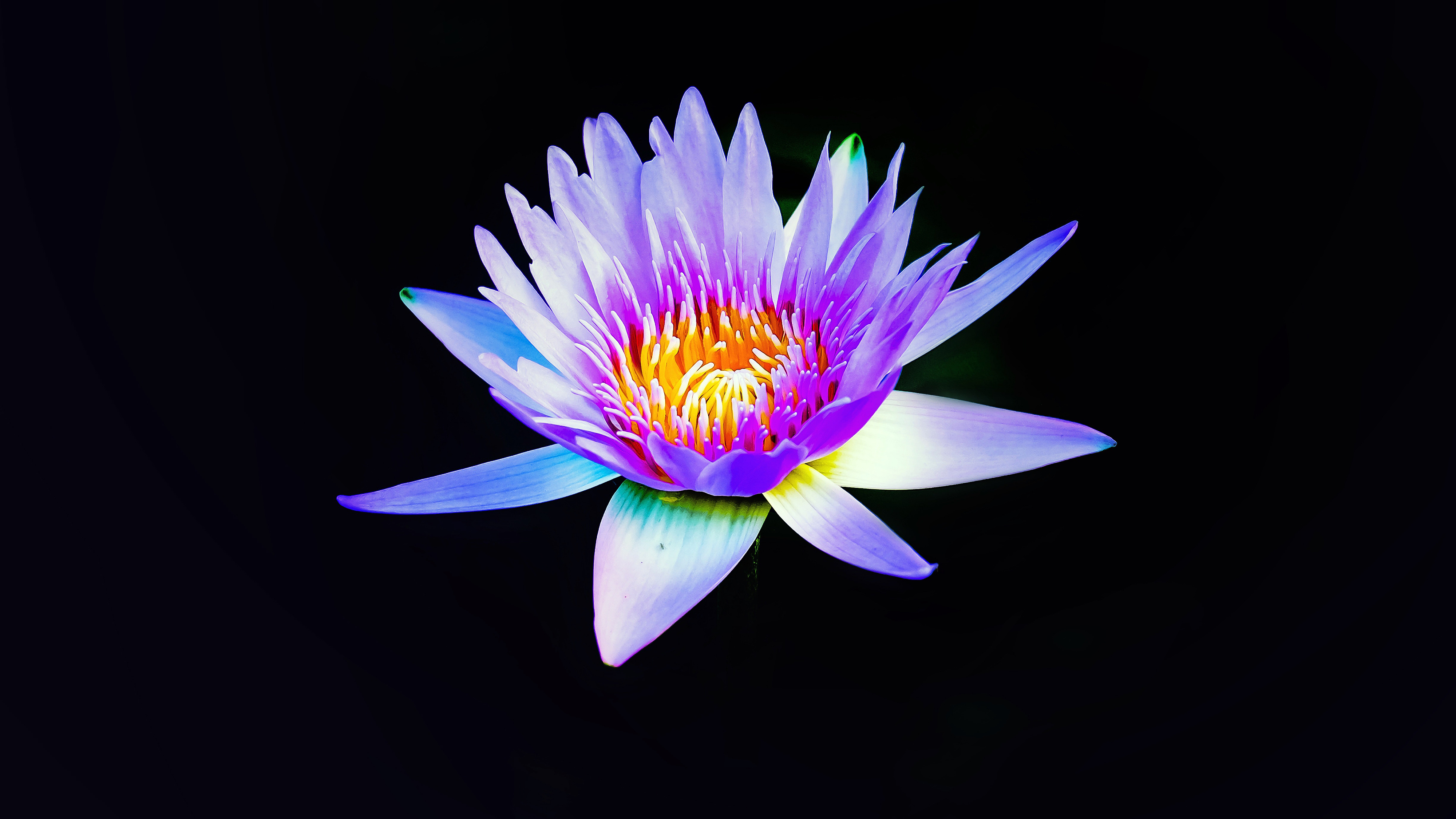 Water lily 4K Wallpapers