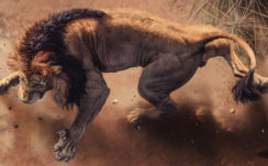 Wild African Lion 4K