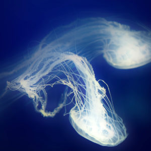 Jellyfishes Wallpapers