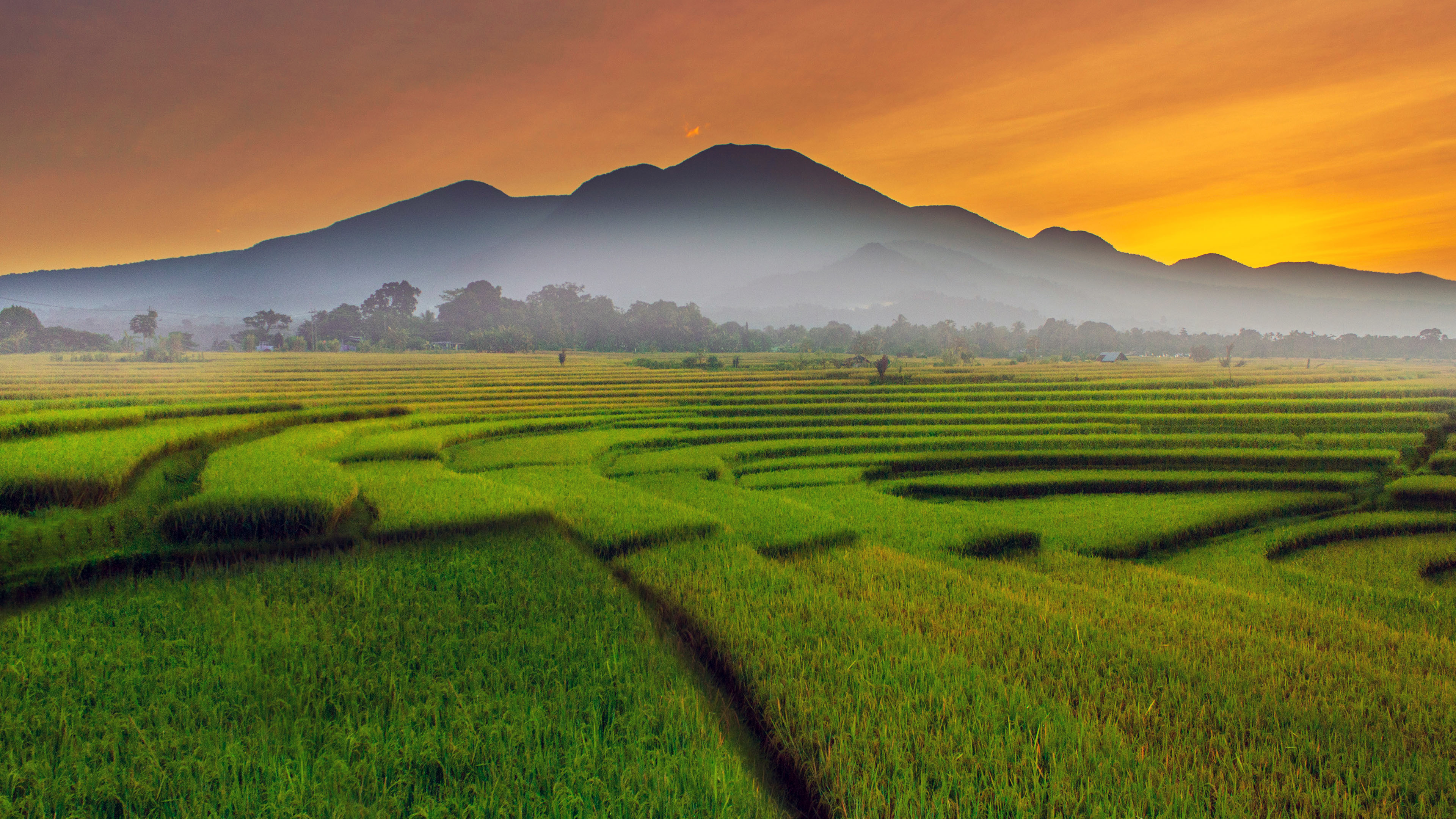 The 20 most beautiful rice fields around the globe 