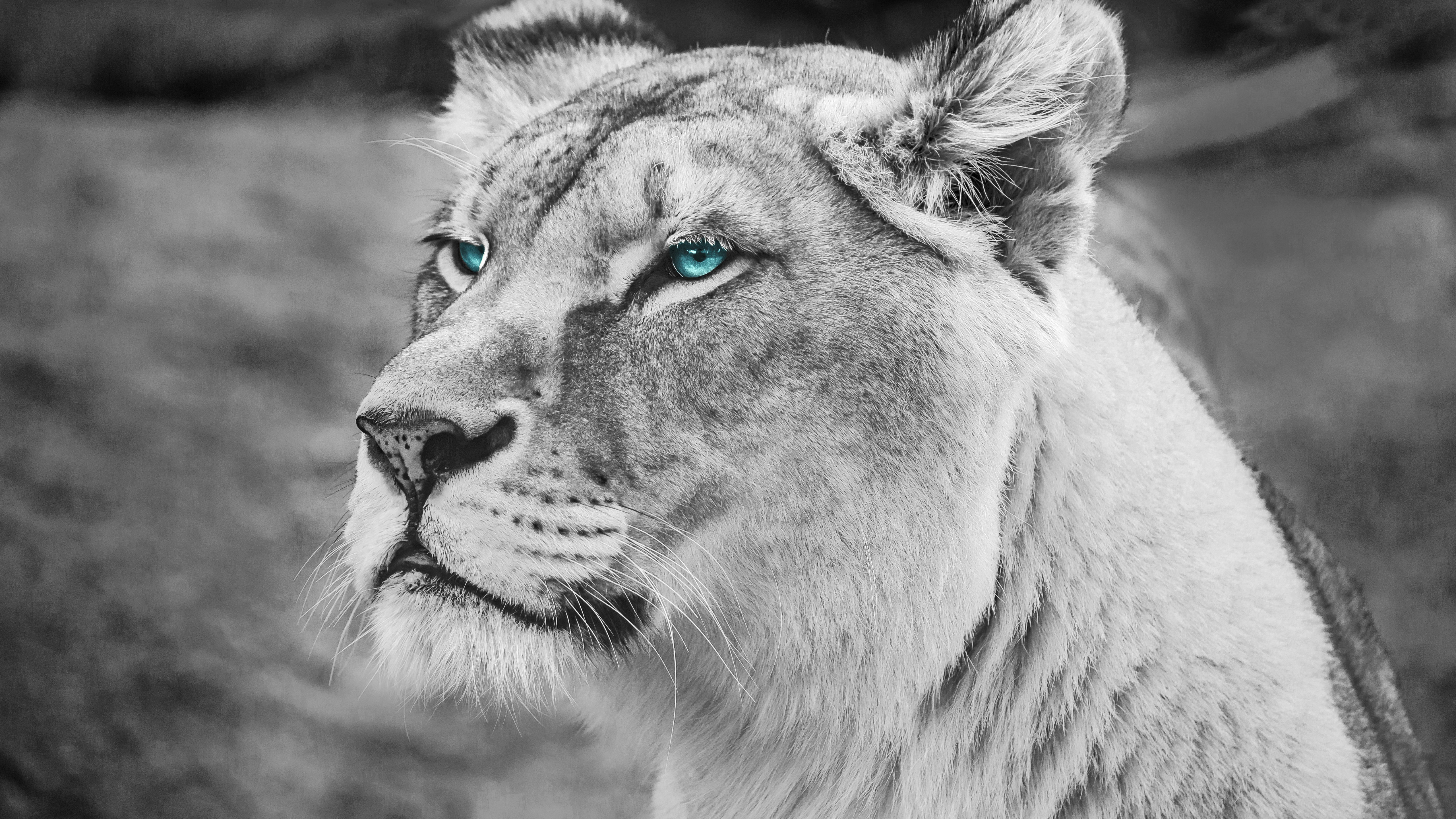 Blue eyed Lion Monochrome 5K