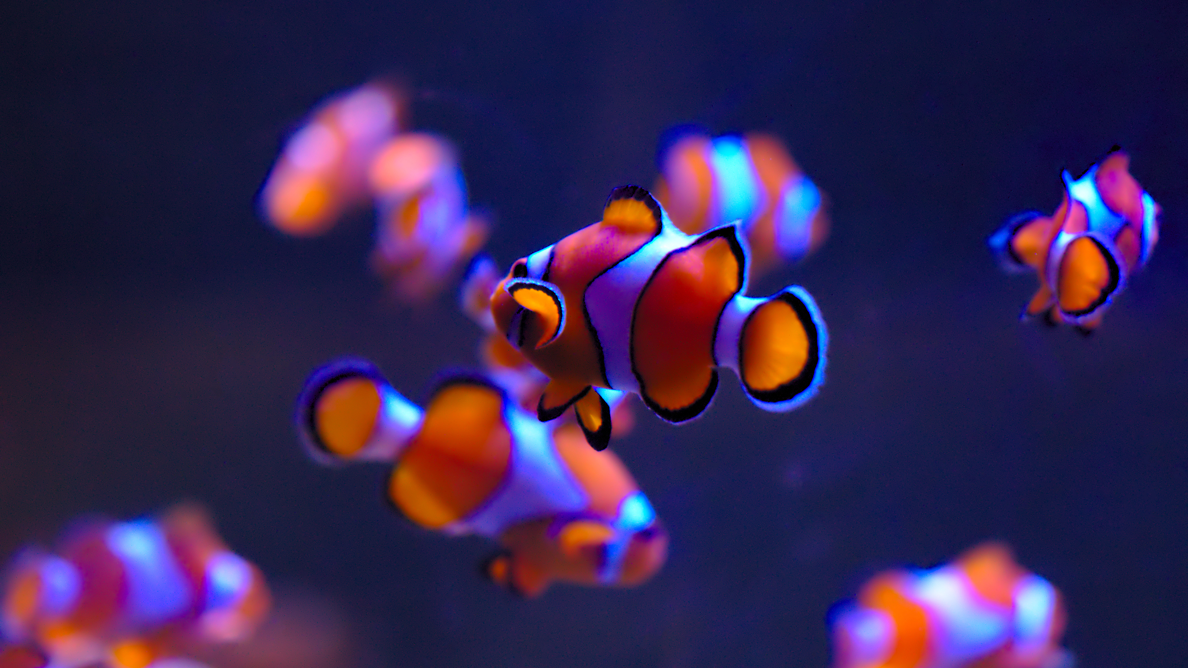 Clownfishes in Aquarium 4K Wallpapers