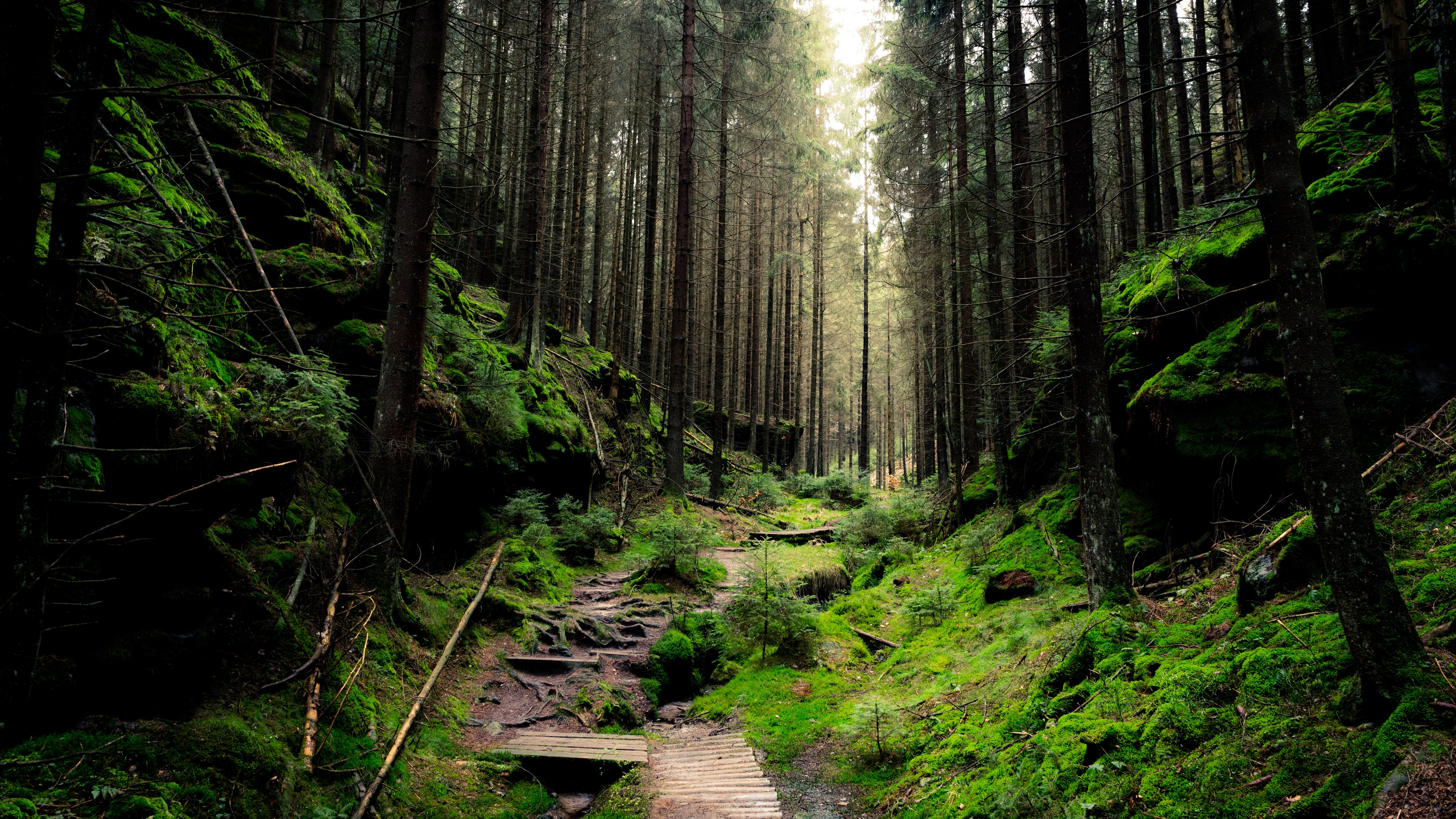 Thick Forest 5K Wallpapers