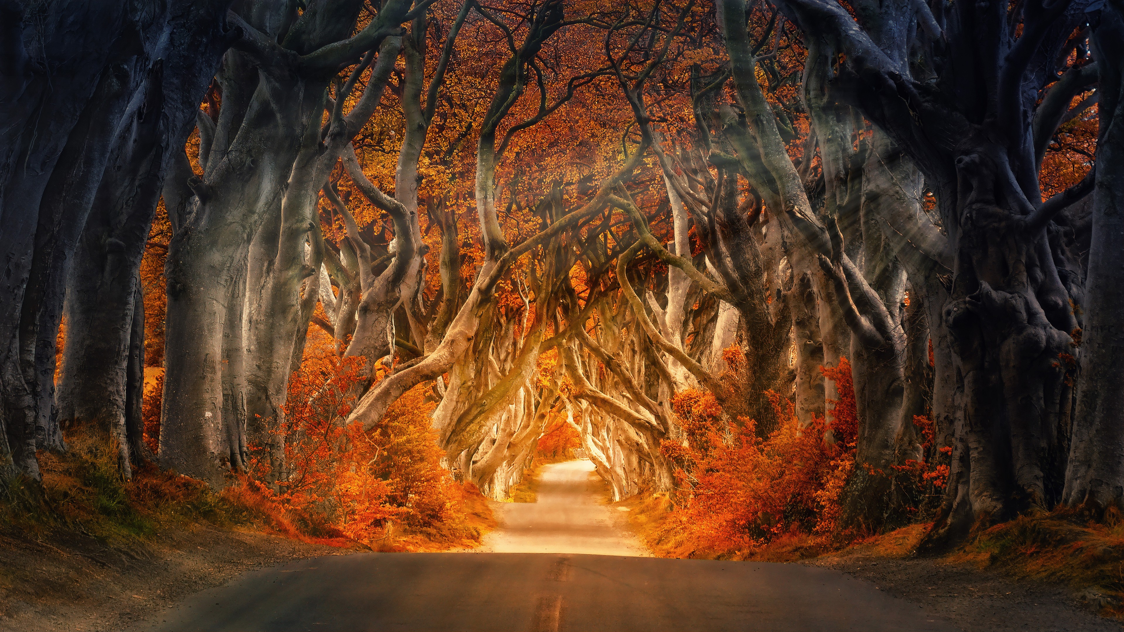 Autumn Forest Road 4K 8K Wallpapers