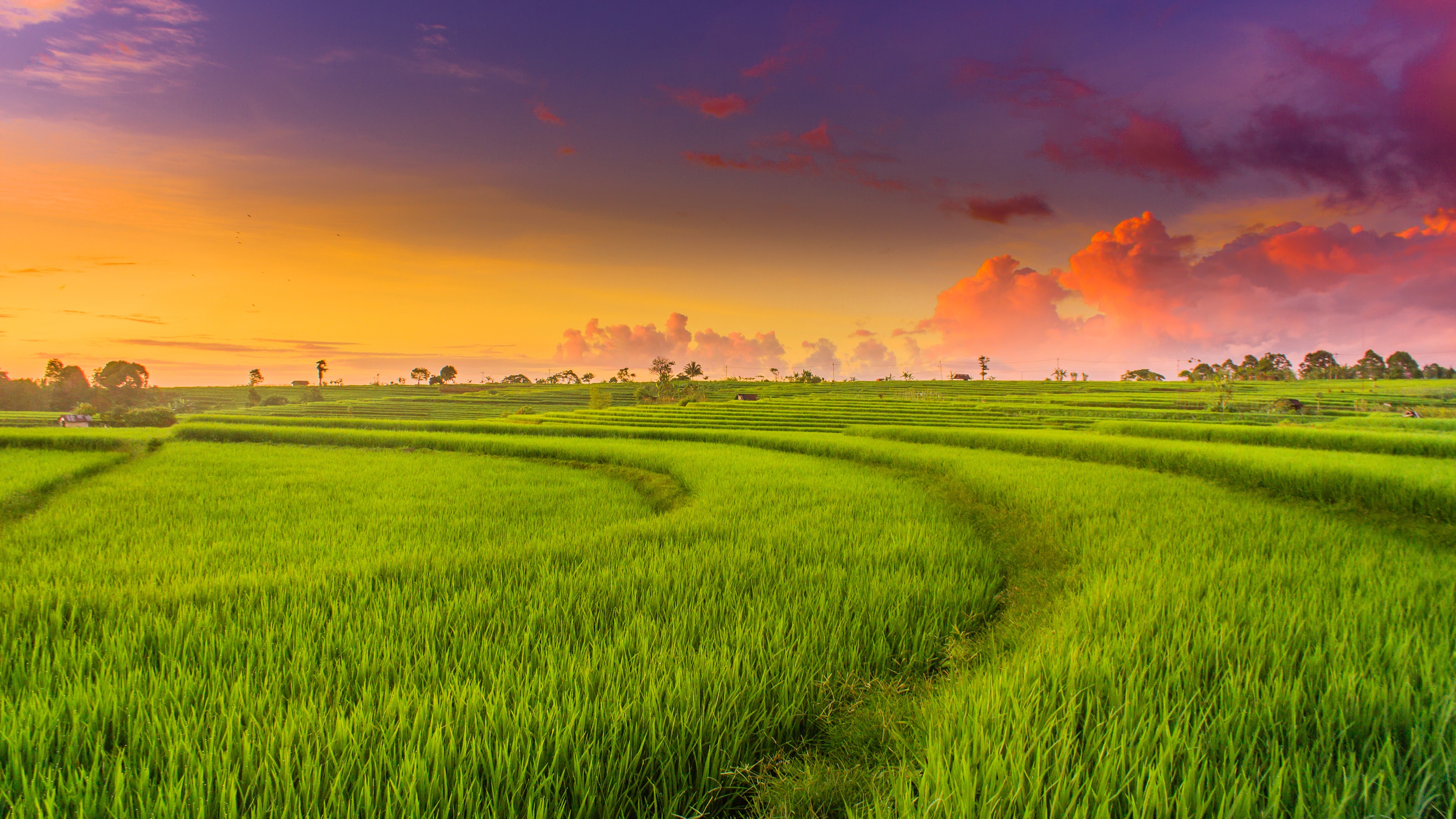 Countryside Paddy Fields 4K Wallpapers