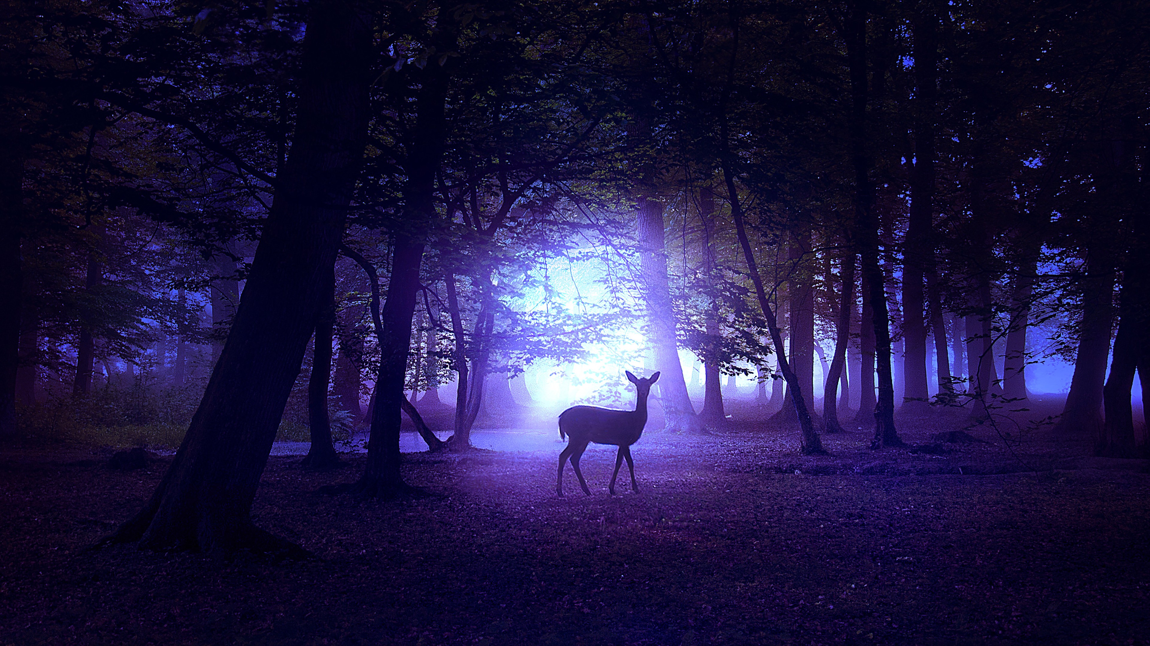 Deer in Night 4K Wallpapers