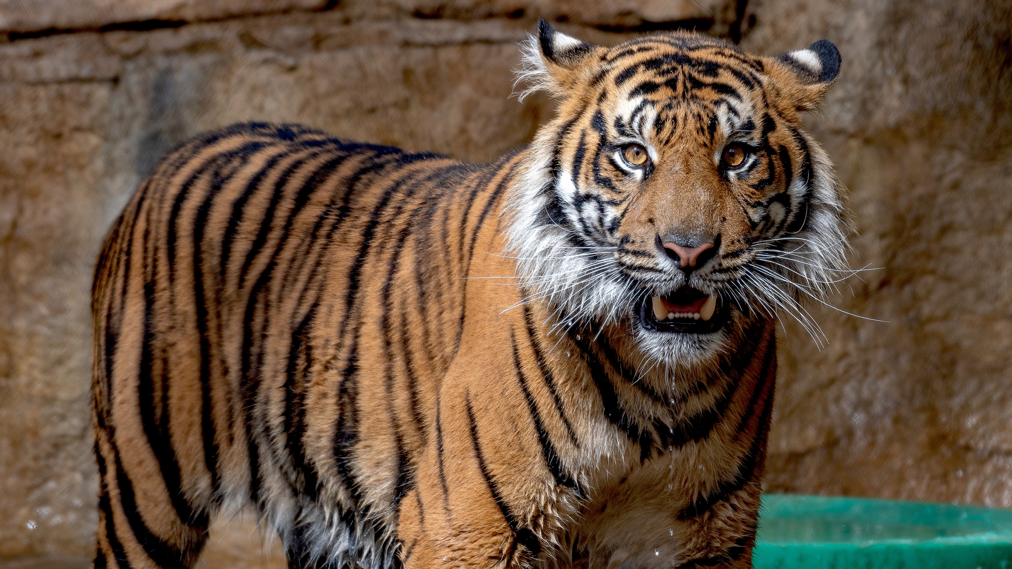 Sumatran tiger in Zoo 4K