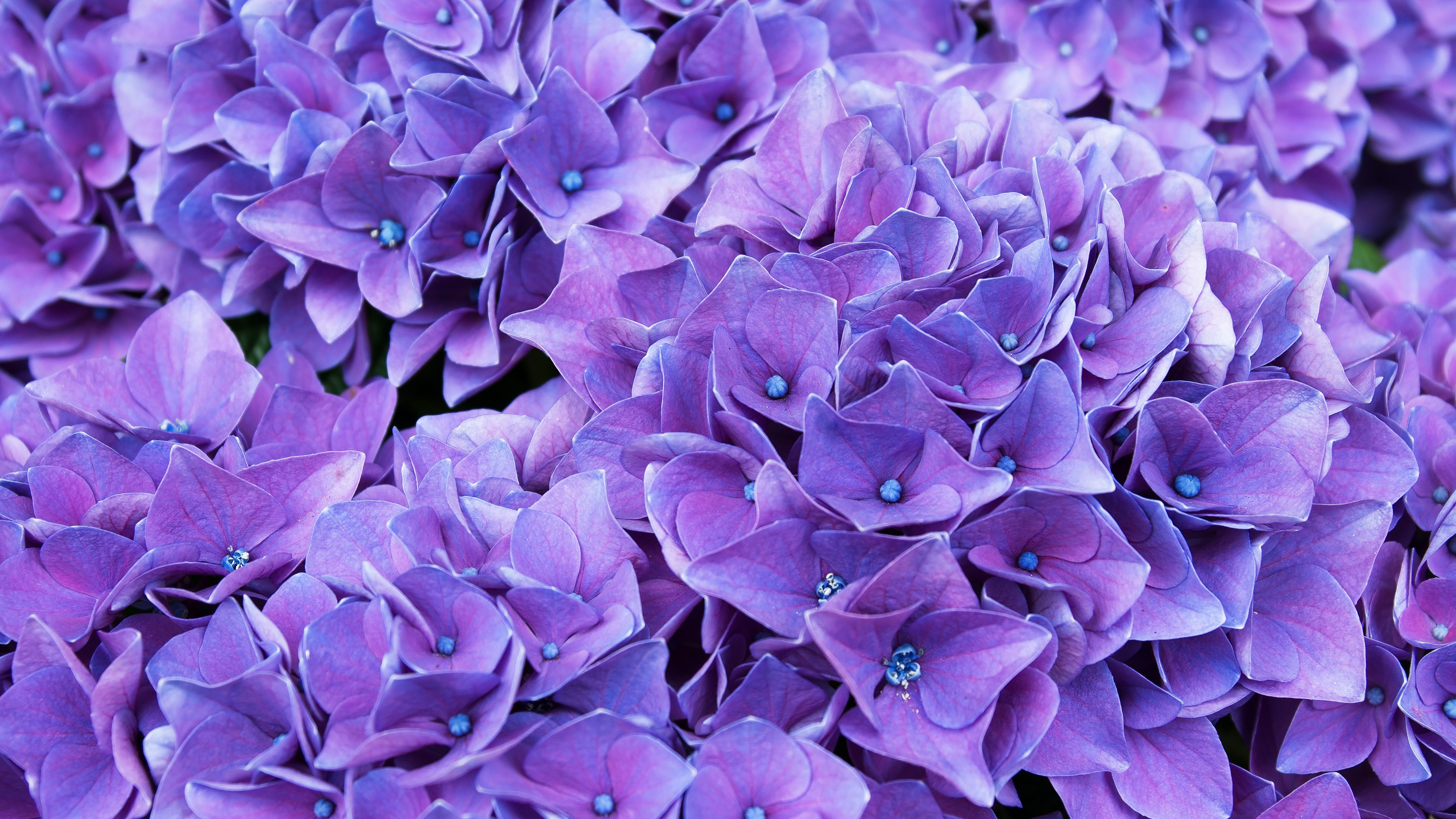 Violet Lilac Flowers 4K