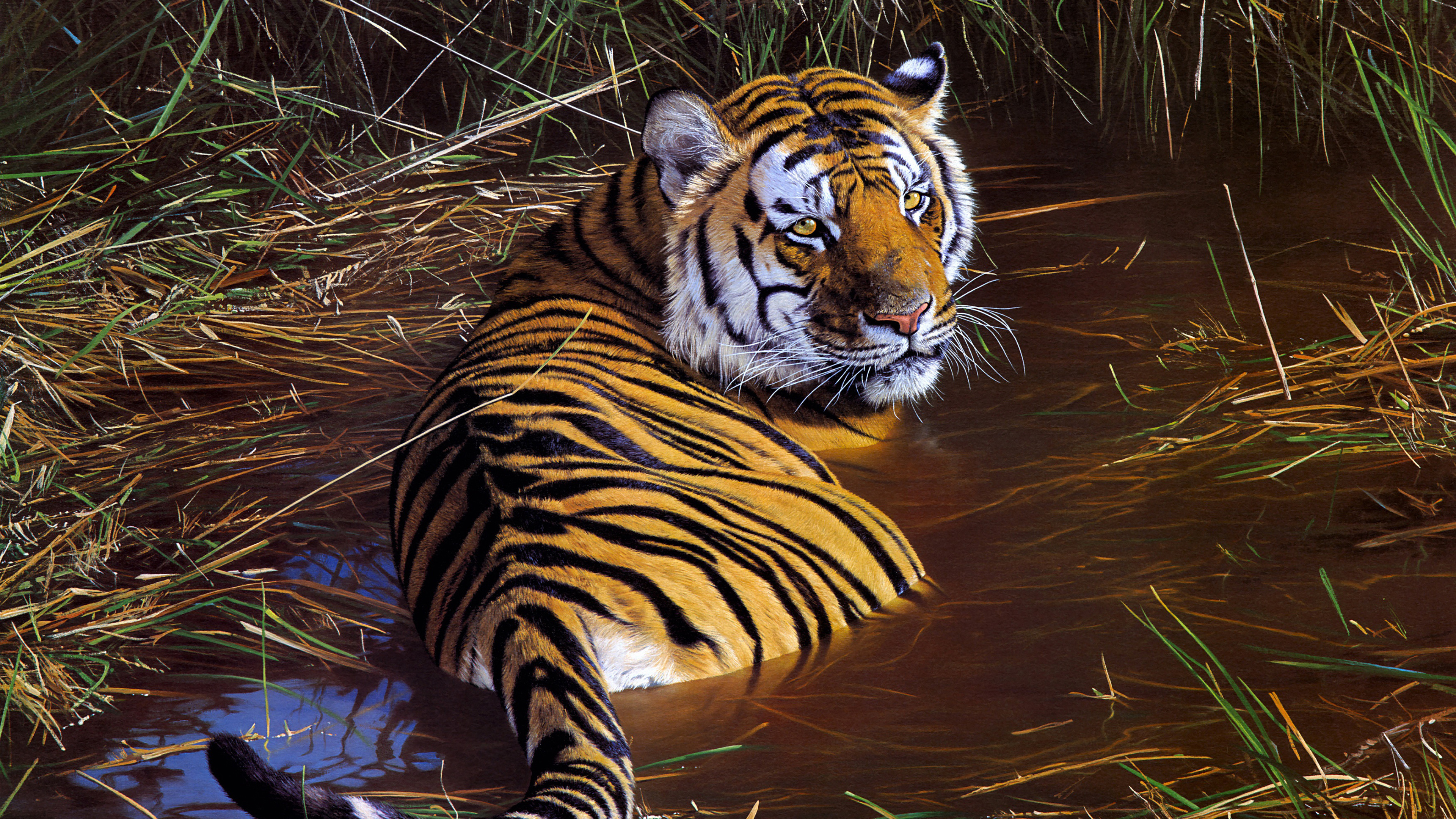 Tiger Wildlife Artwork 4K