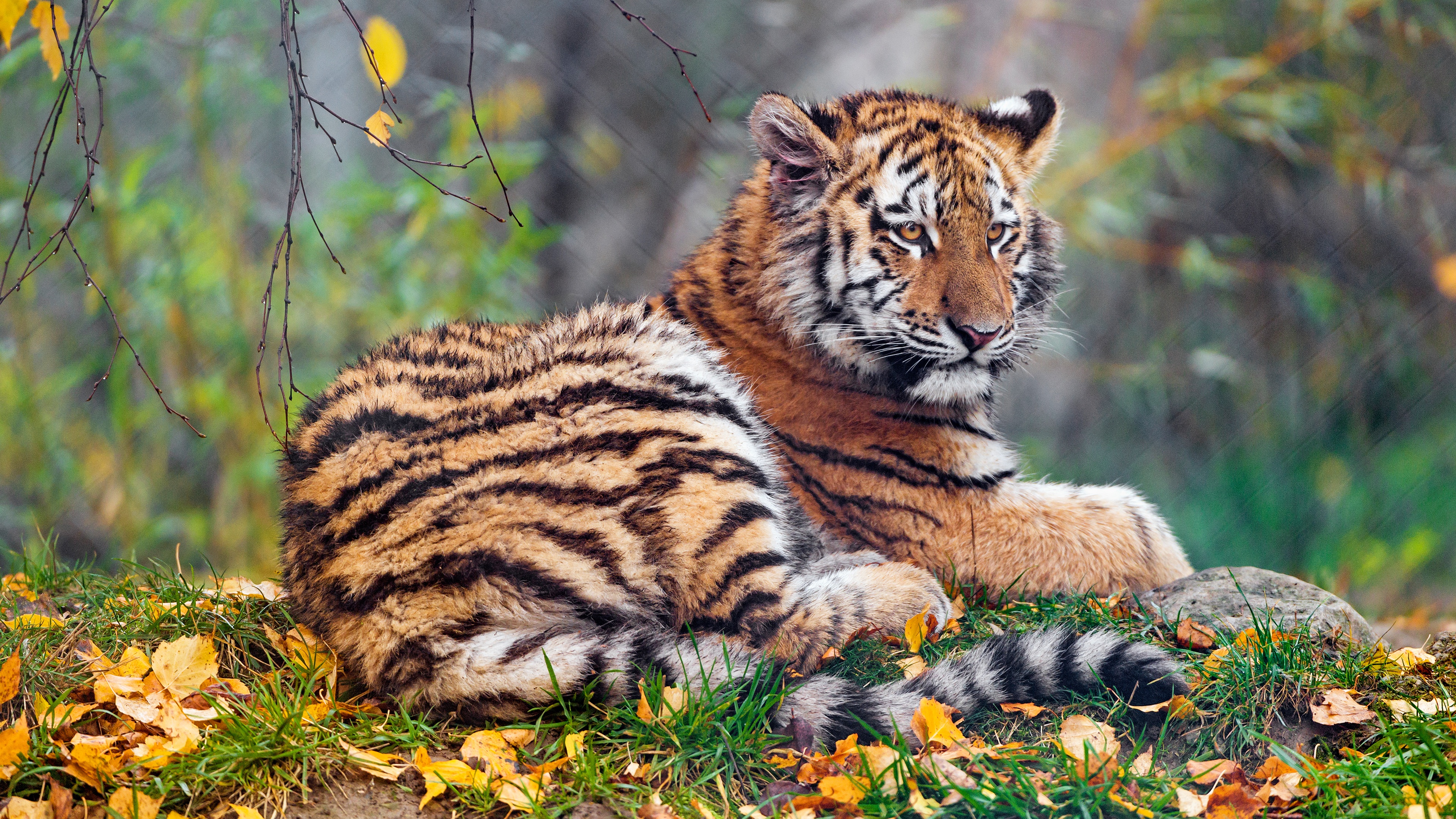 Tigress Cub 4K