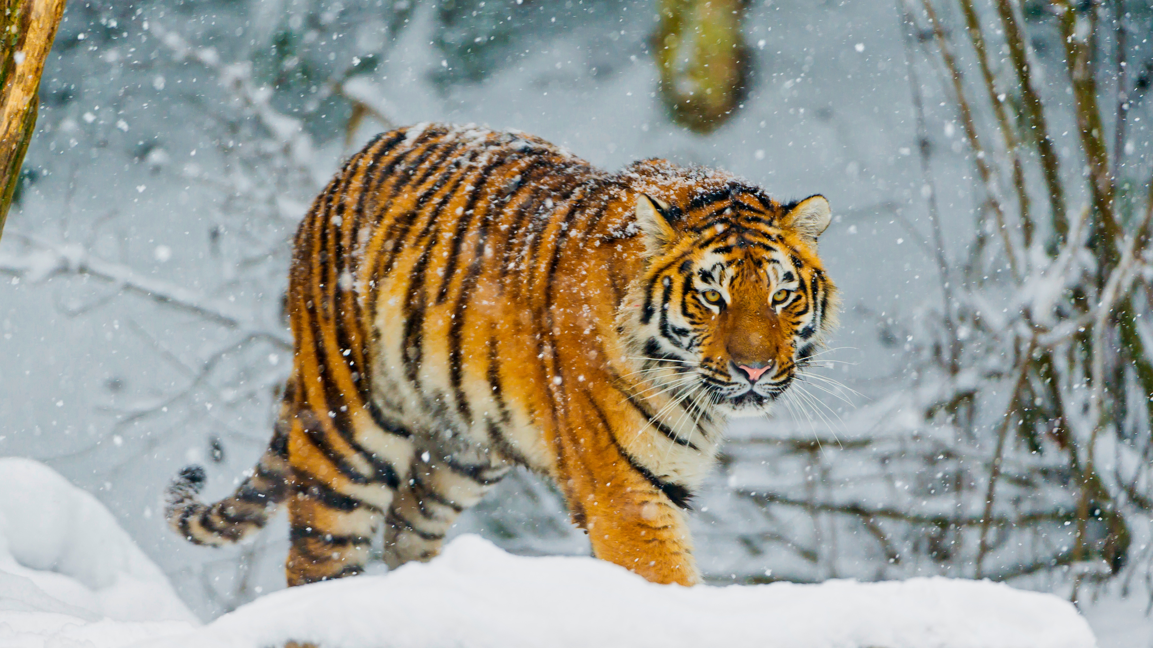 Bengal tiger Snowfall Winter 4K