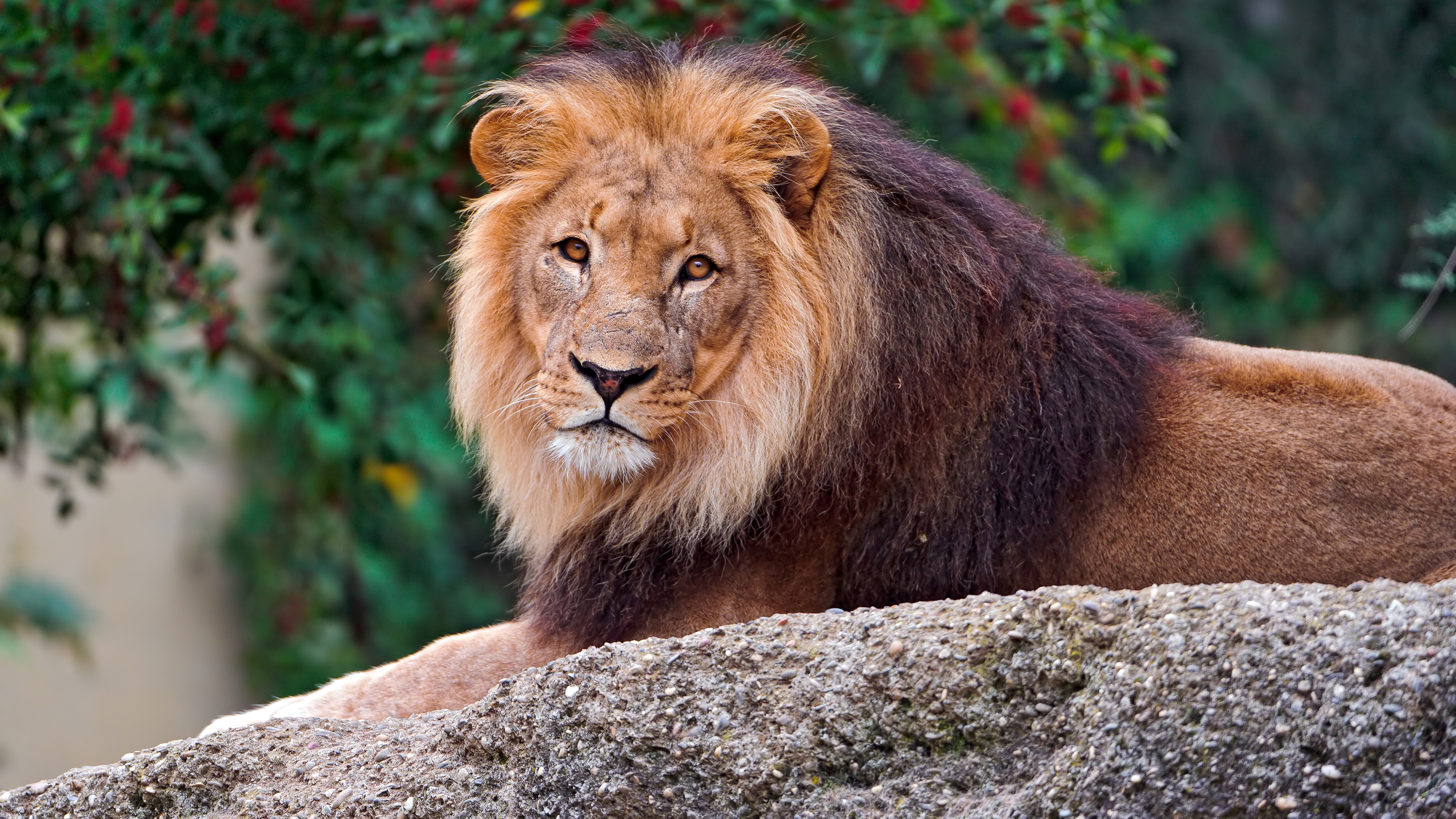 Male Lion 4K
