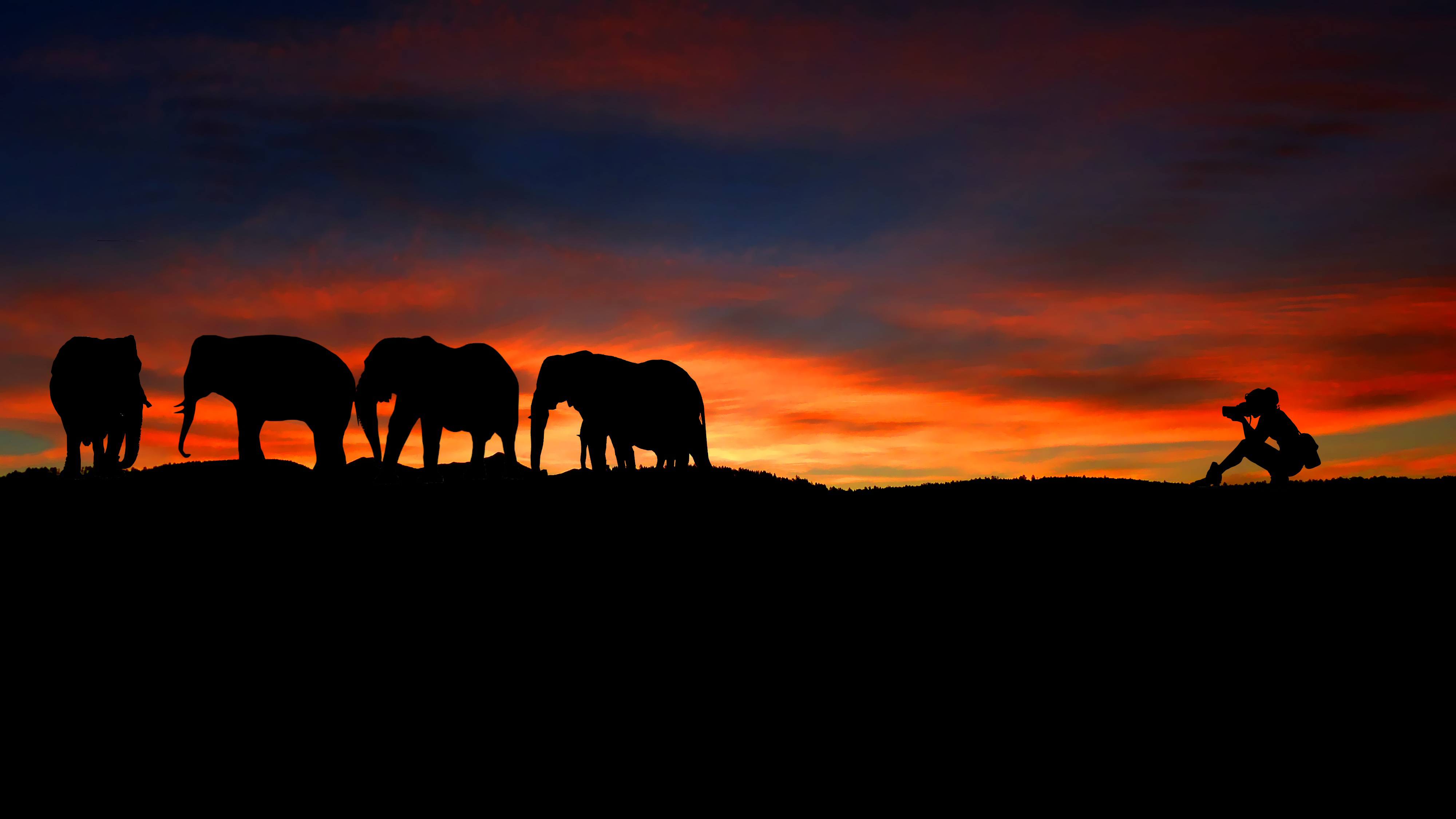 Photographer at Sunset Wild Elephants Silhouette 4K