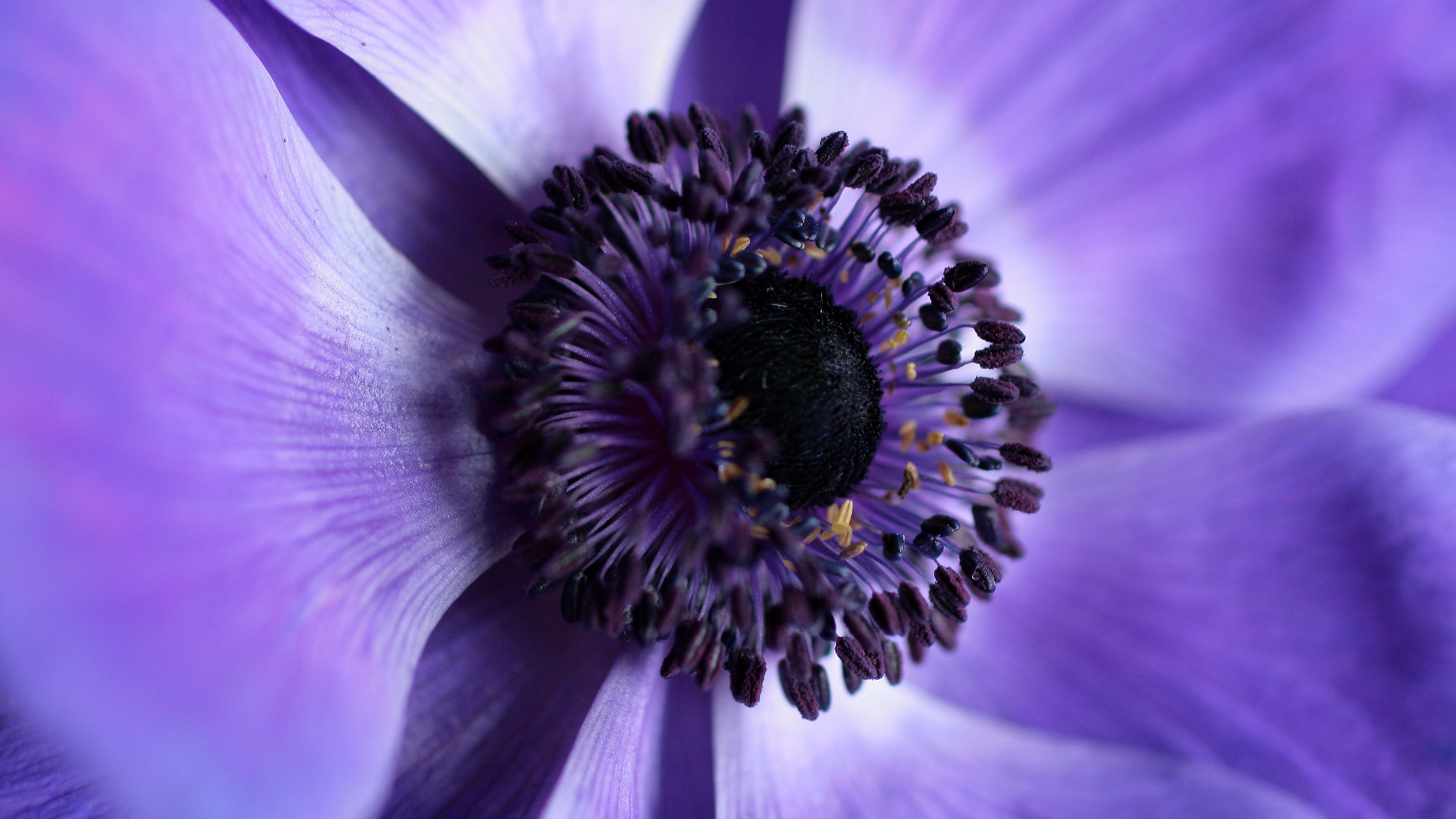 Violet flower 4K