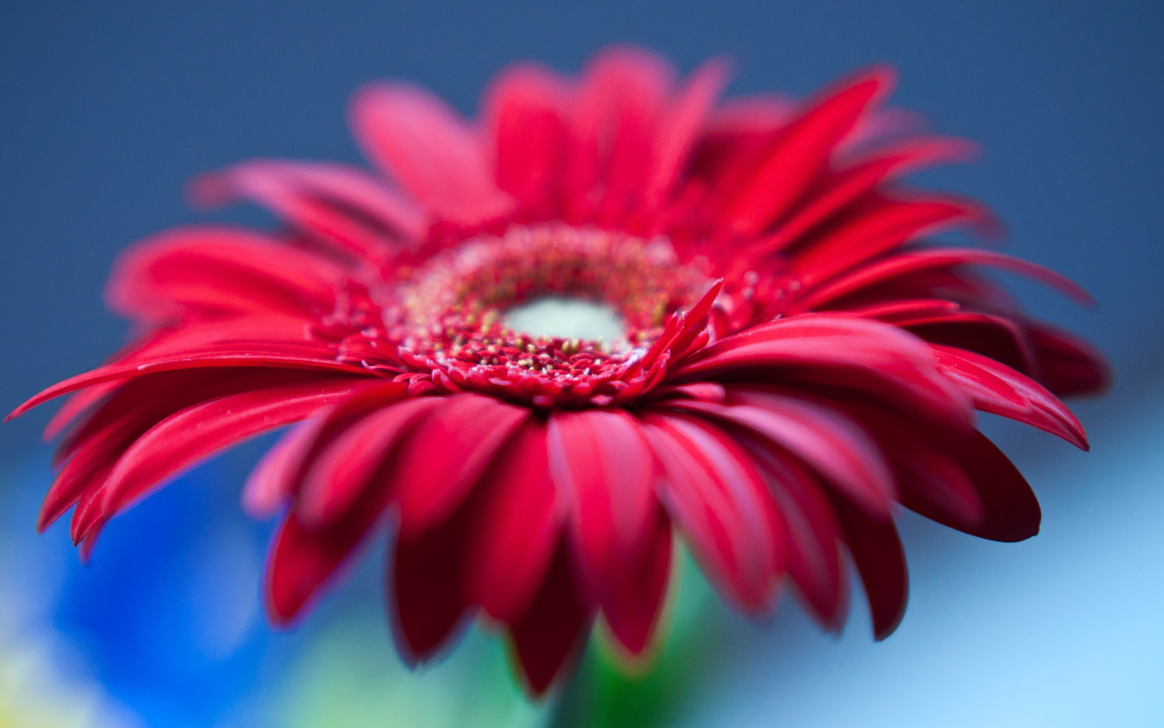 Red Gerbera Daisy Flower 4K