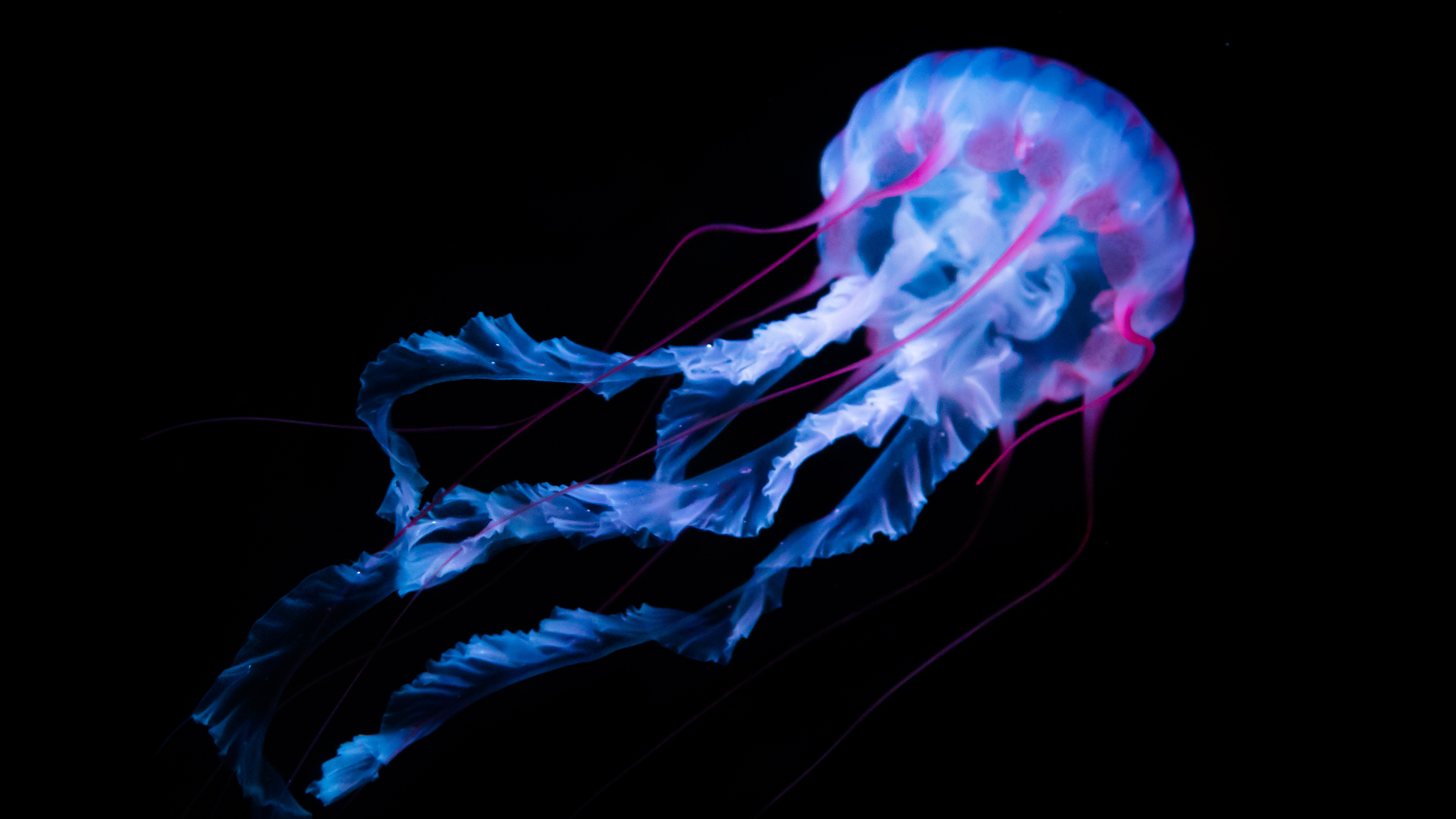 Jellyfish Fantasy 4K