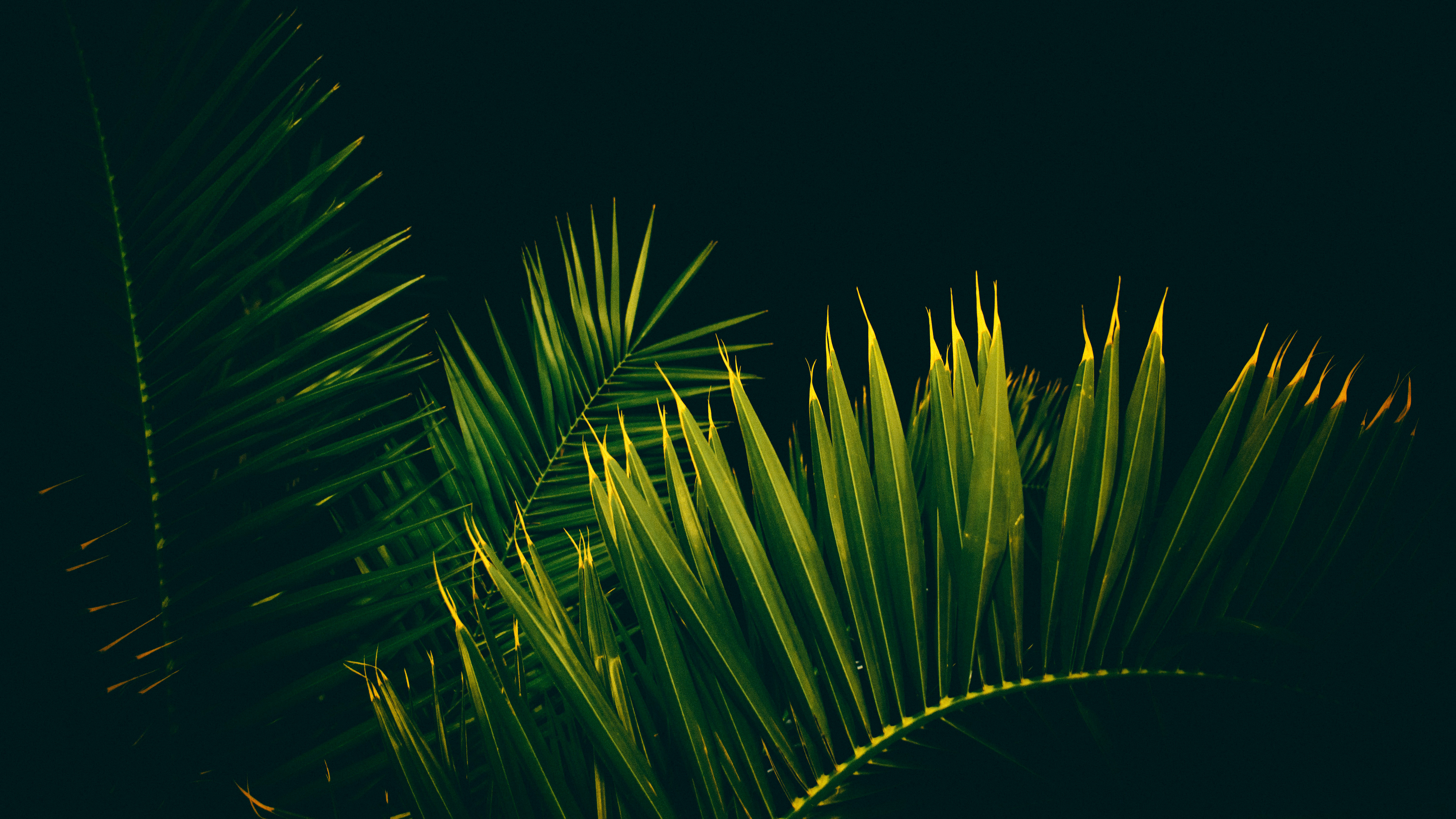Palm Tree Leaves Branches 4K