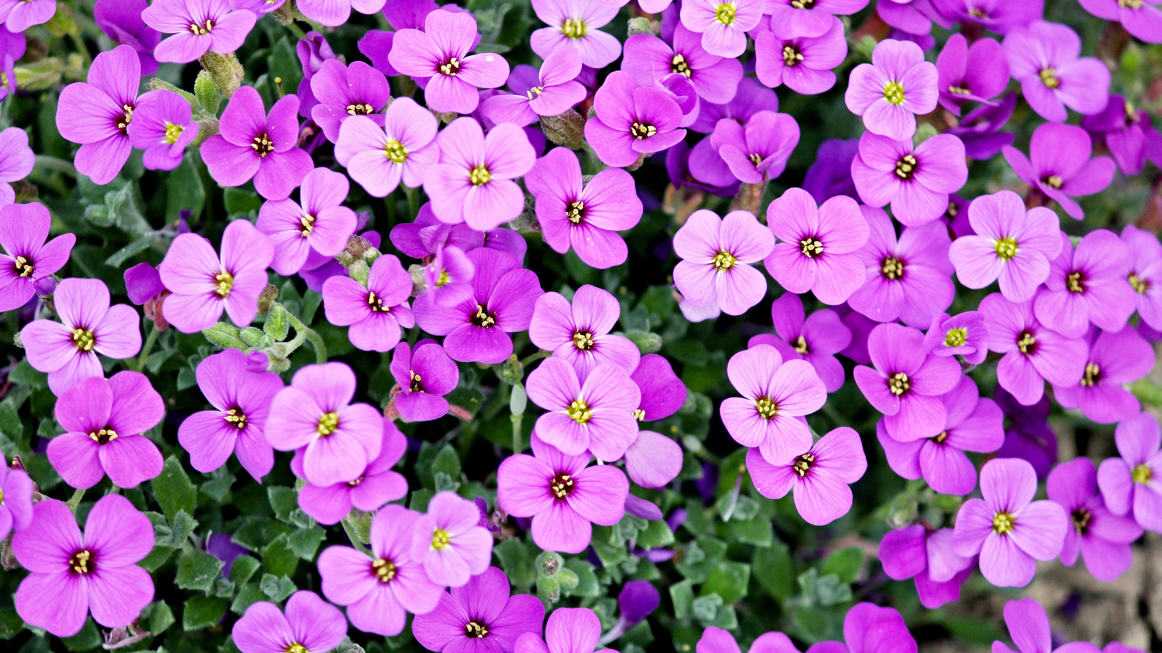 Purple Flowers 4K