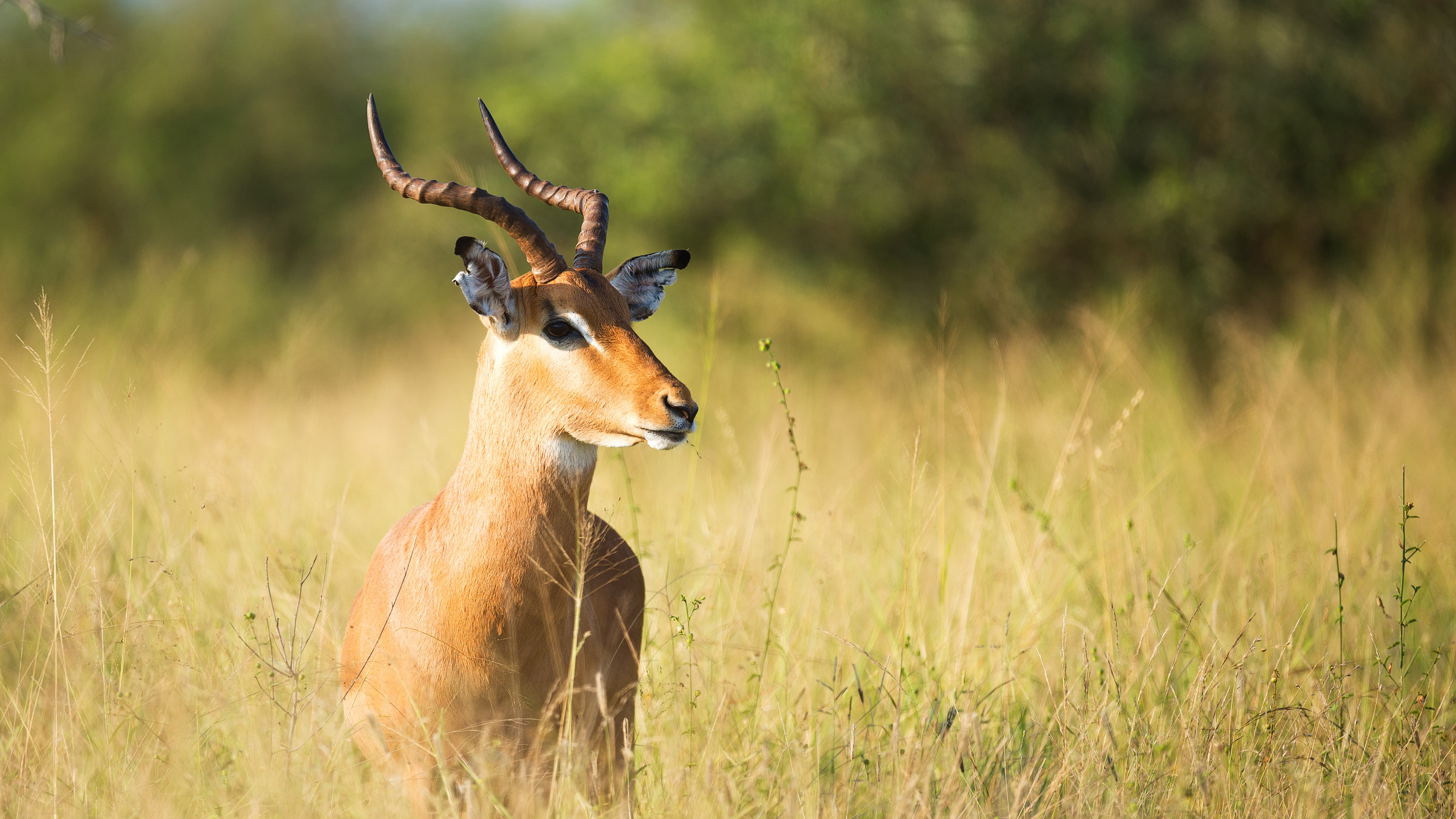 Brown Antelope On Green Grass 5K