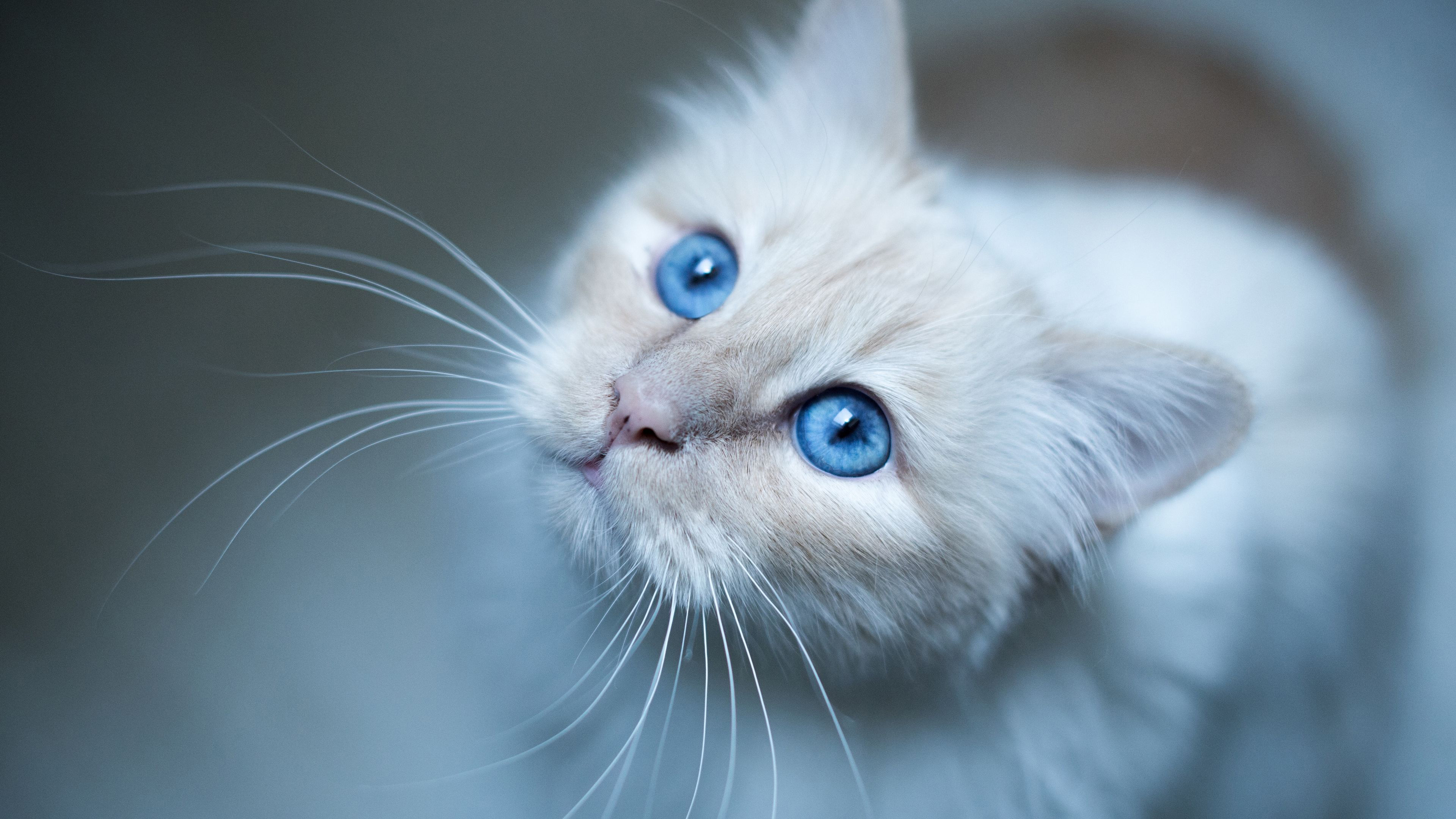 Burmese Cat Muzzle Blue 4K HD
