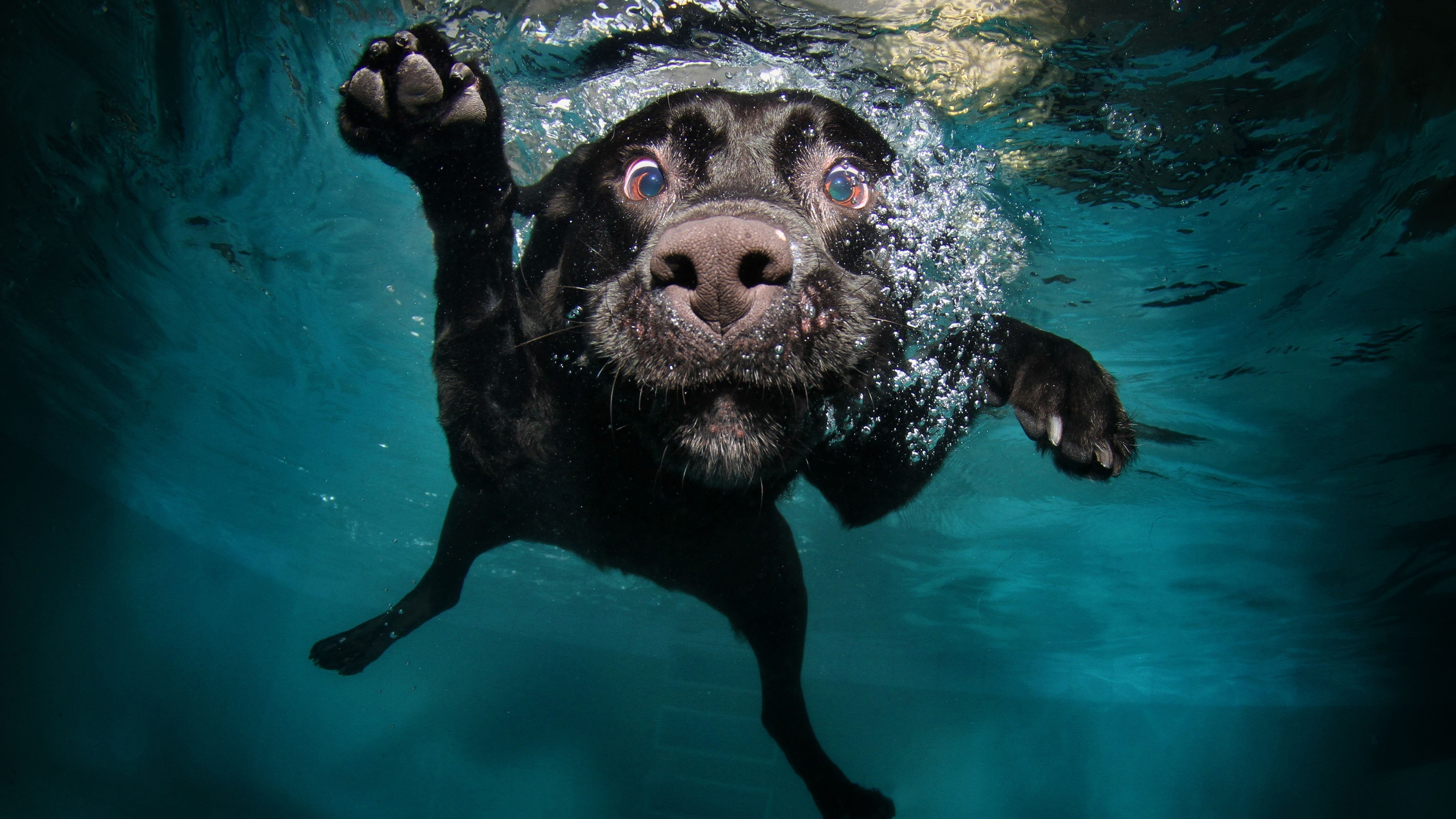 Dog Black Underwater 4K HD