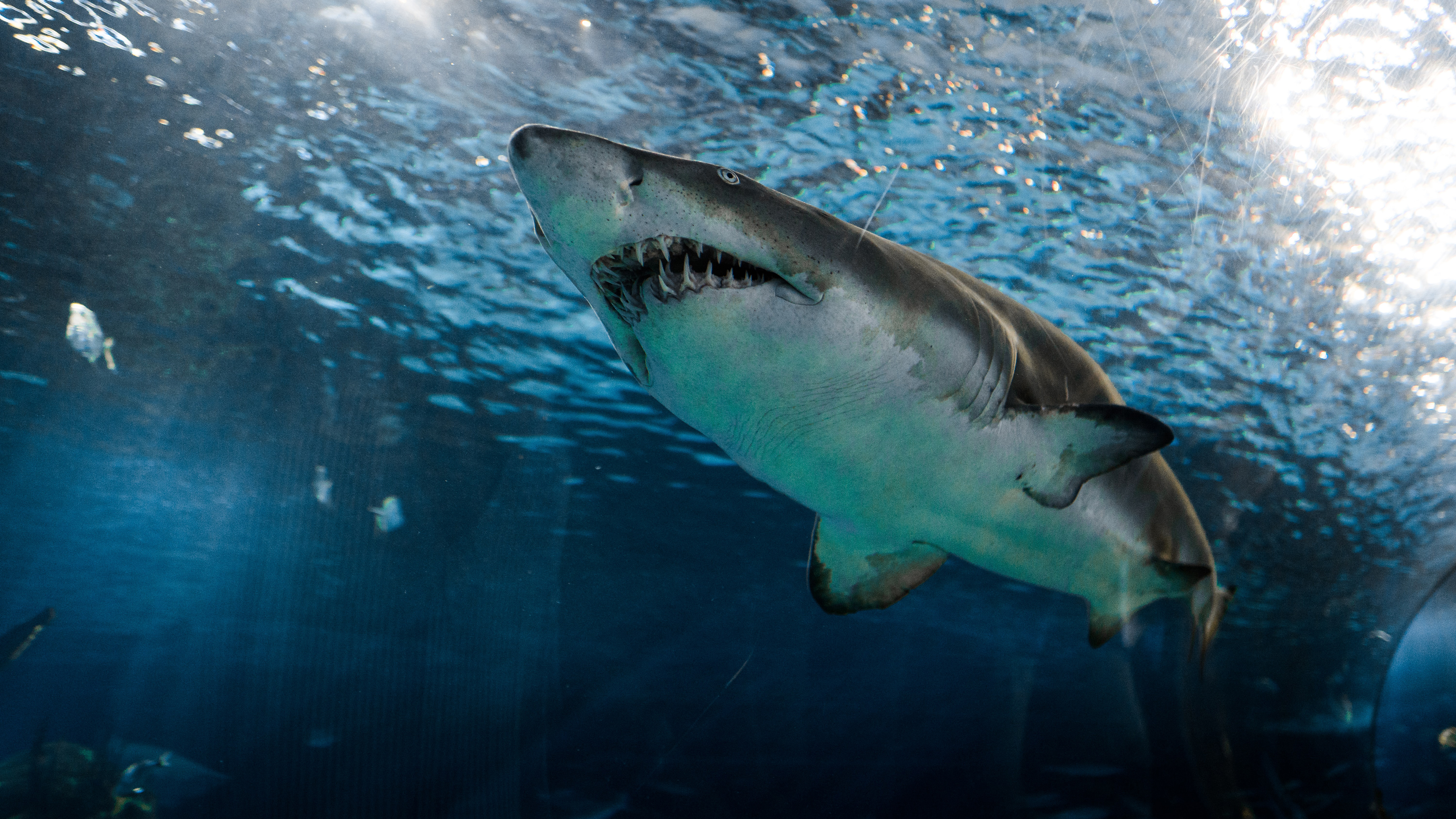 Grey And White Shark Under Water 5K