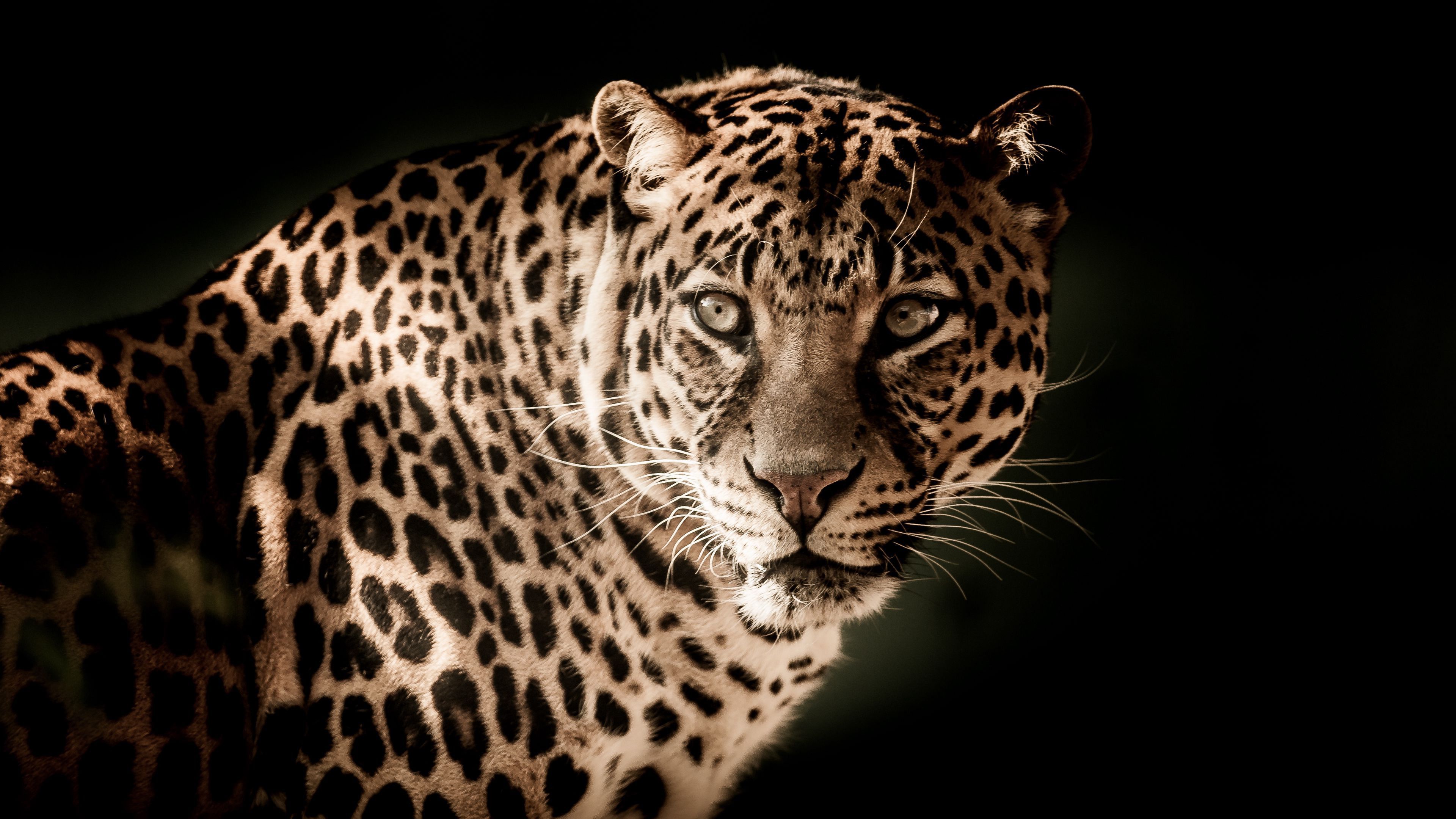 Leopard Predator Muzzle Look 4K HD