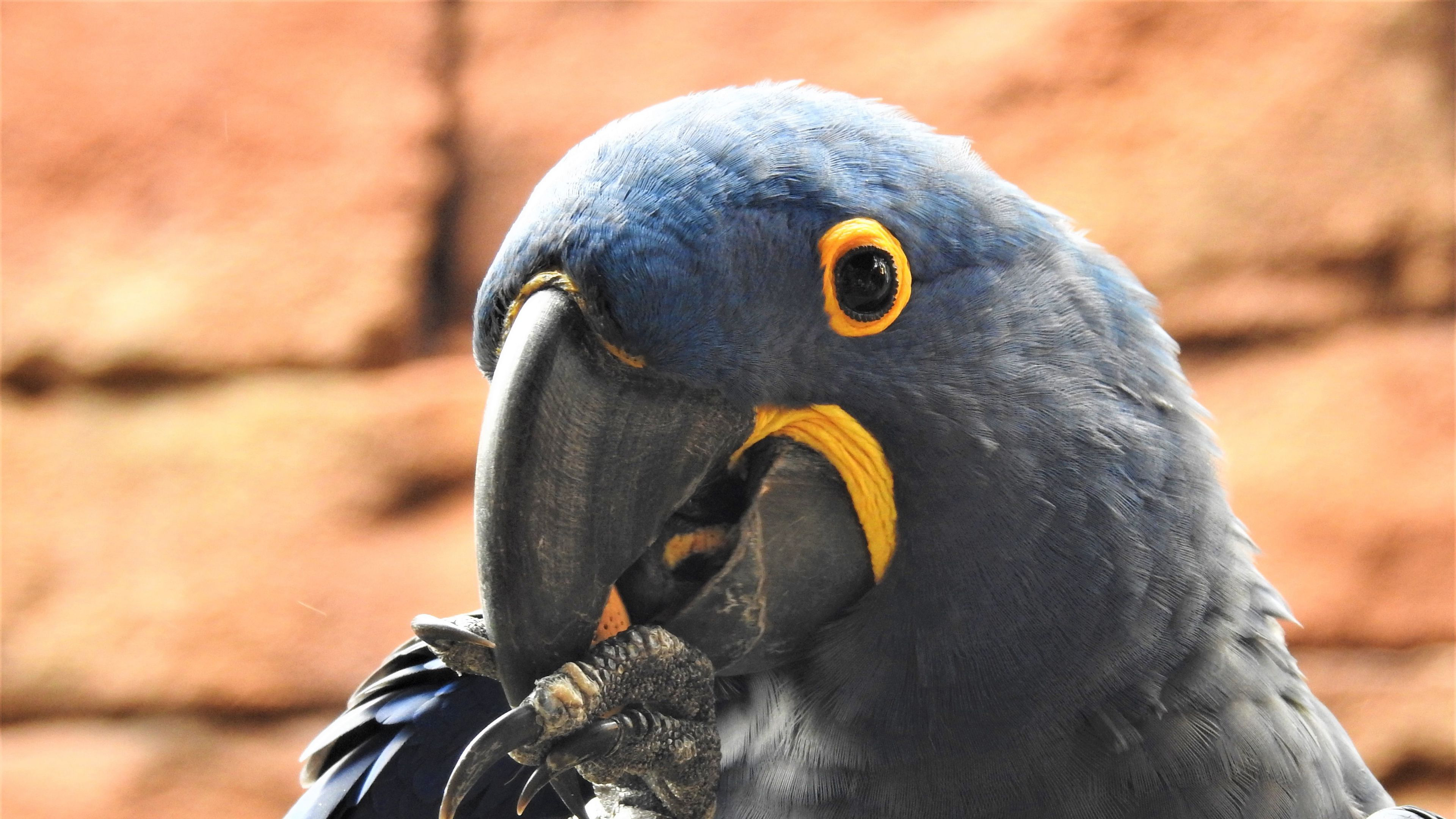 Parrot Beak Bird 4K