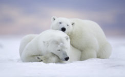 Polar Bears Cold Snow 4K 5K HD