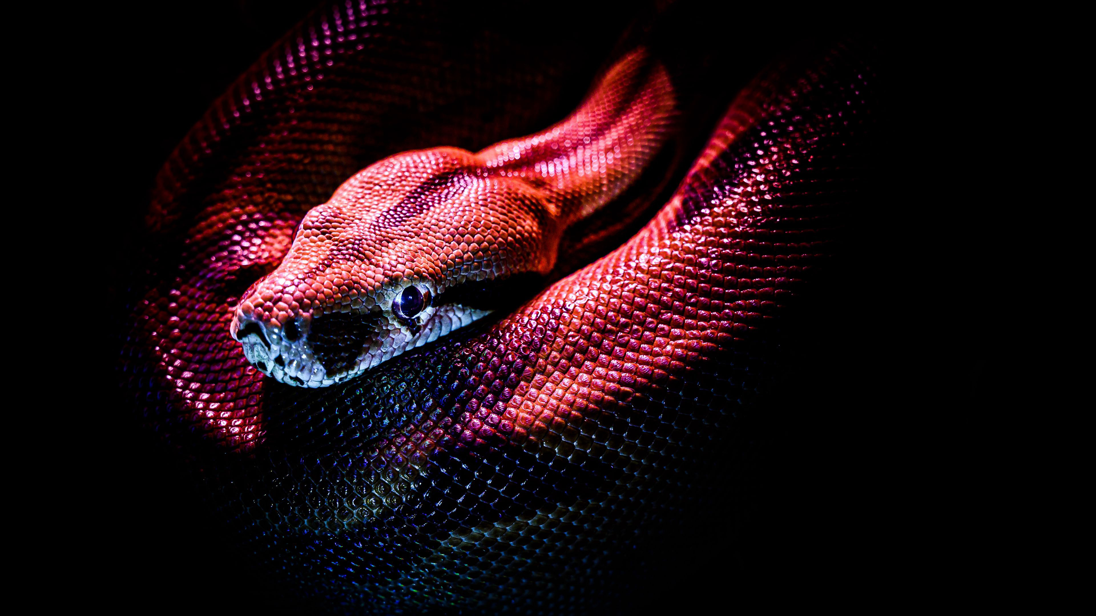 Snake Reptile Red 4K