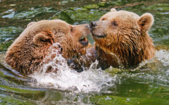 Two Grizzly Bears In Water 5K