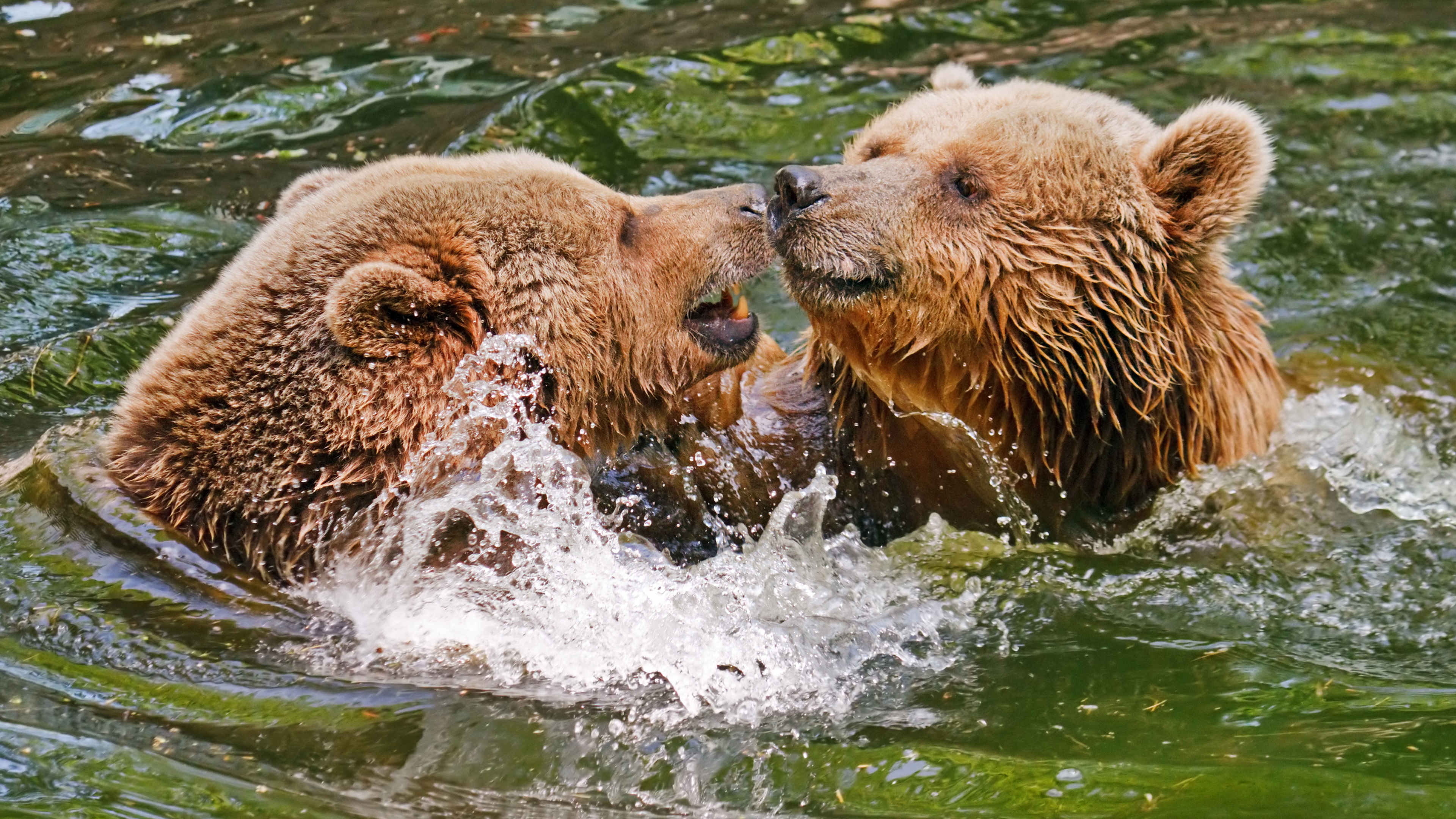 Two Grizzly Bears In Water 5K