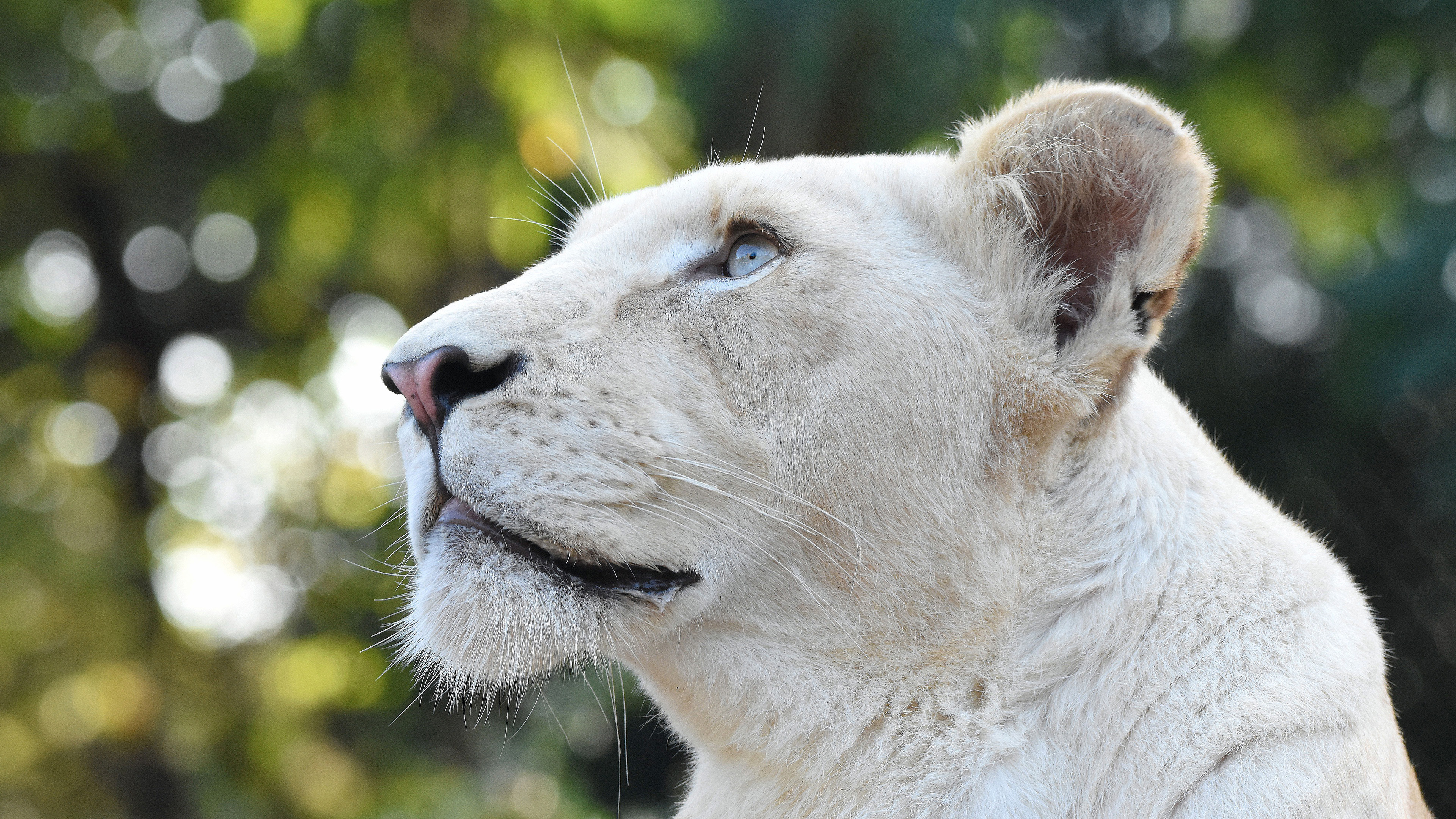 White Lion Head 4K HD