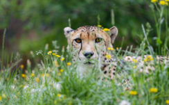 Cheetah Big Cat Glance Predator 4K HD